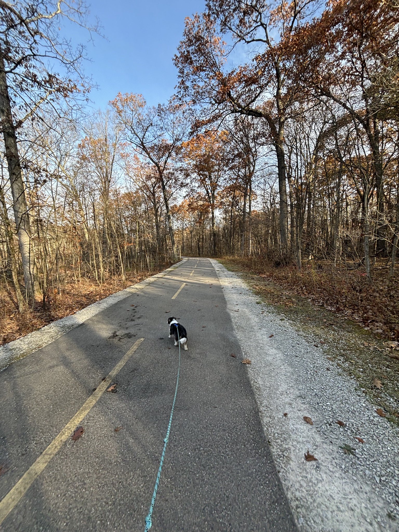 Today's Adventures with Rigby Ragazzo