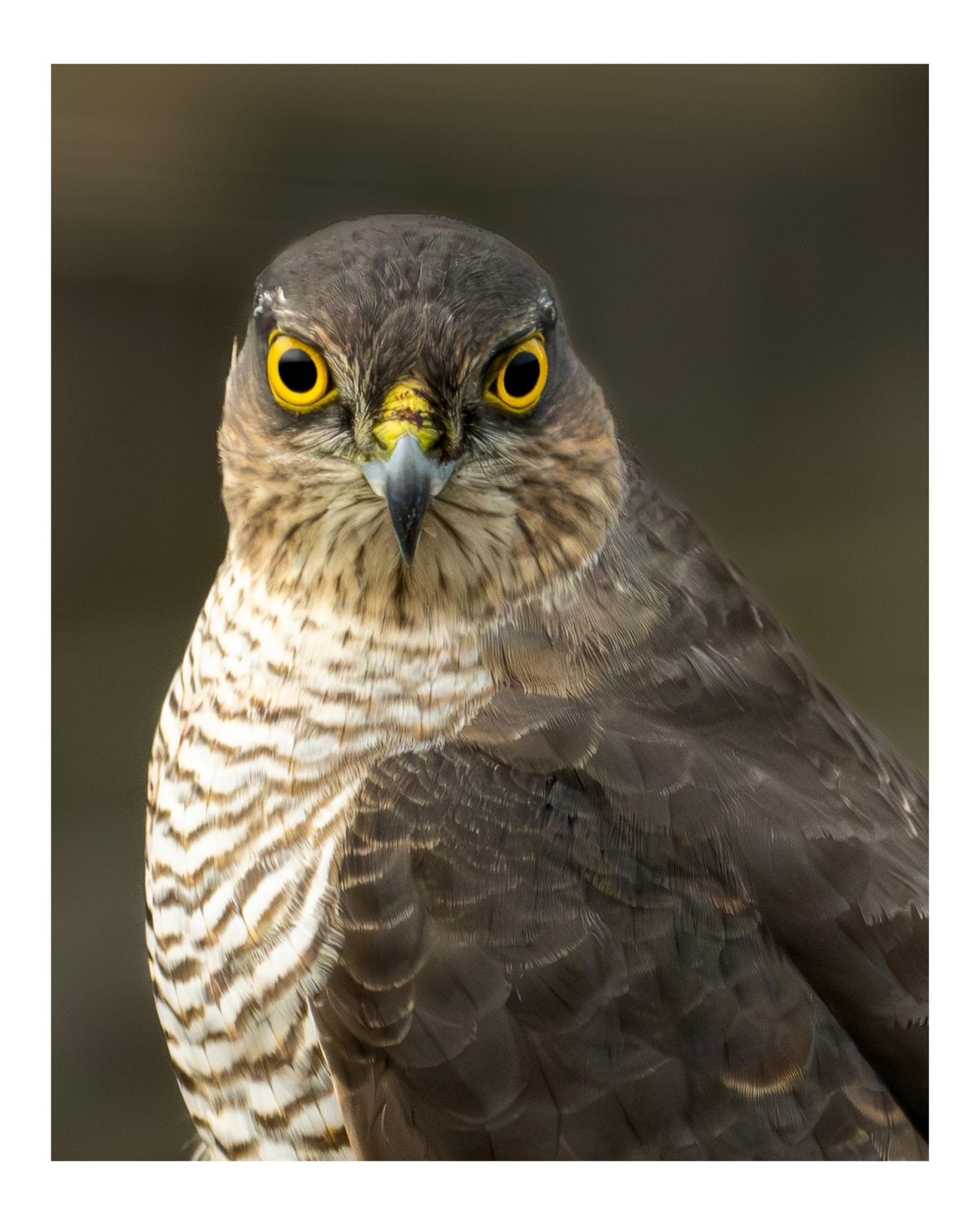 The Majestic Female Sparrowhawk in All Her Glory