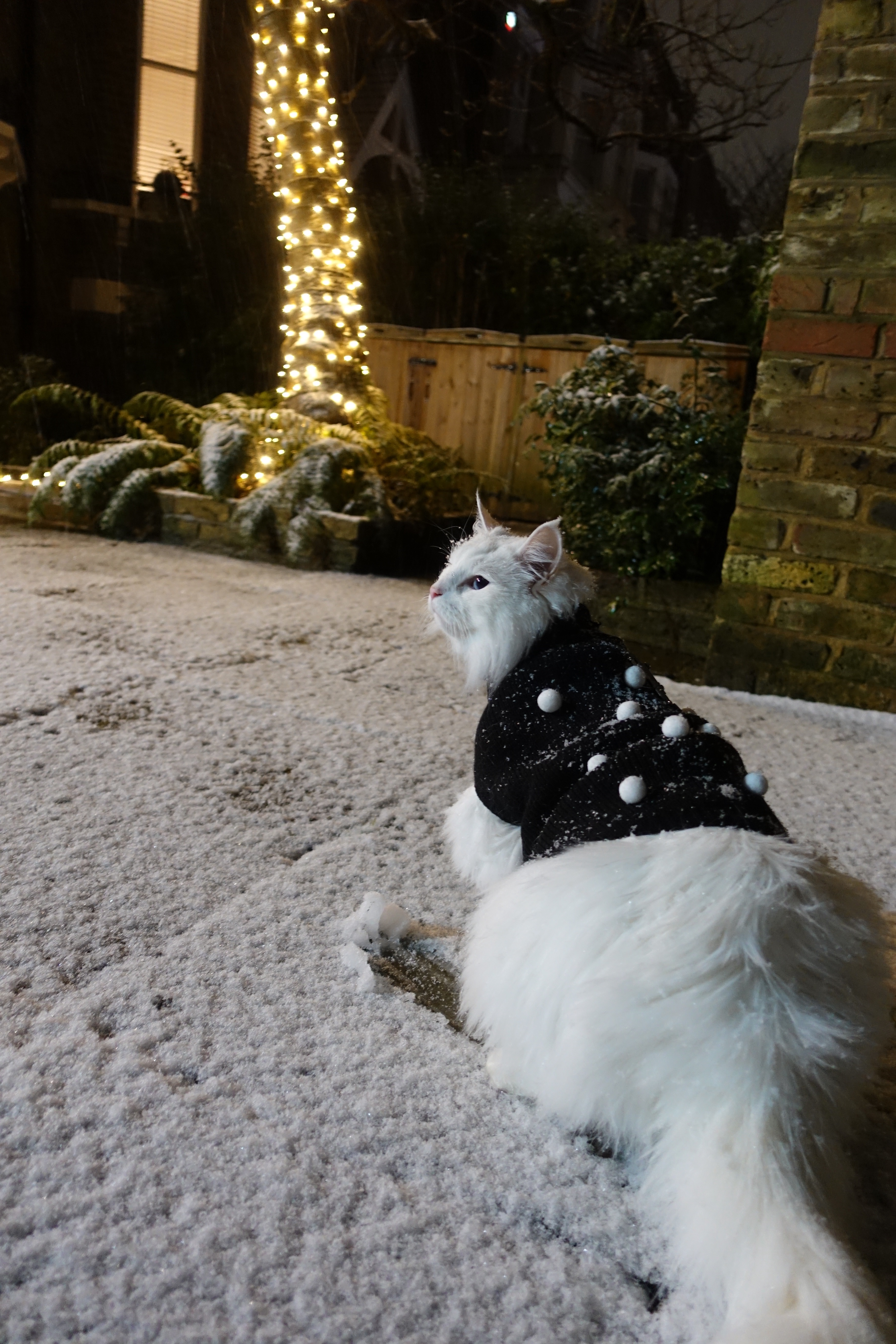 We got a light dusting of snow last night!