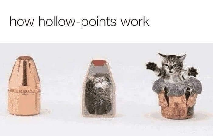 One of My All-Time Favorite Cat Memes