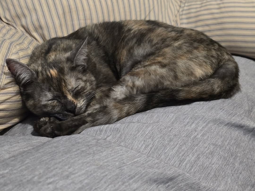 A Glimpse into the World of Willow