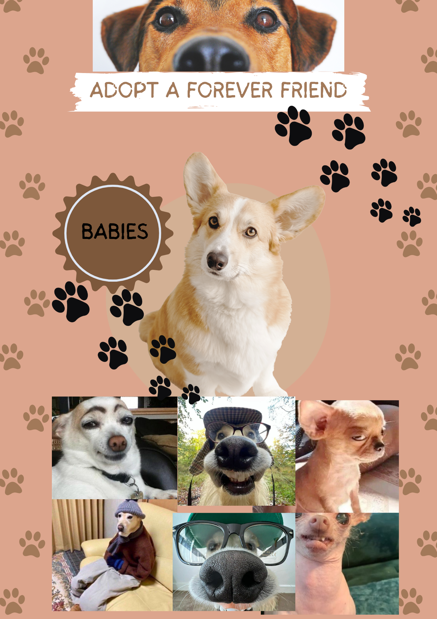 Find Your Forever Friend: Adopt a Pet Today!