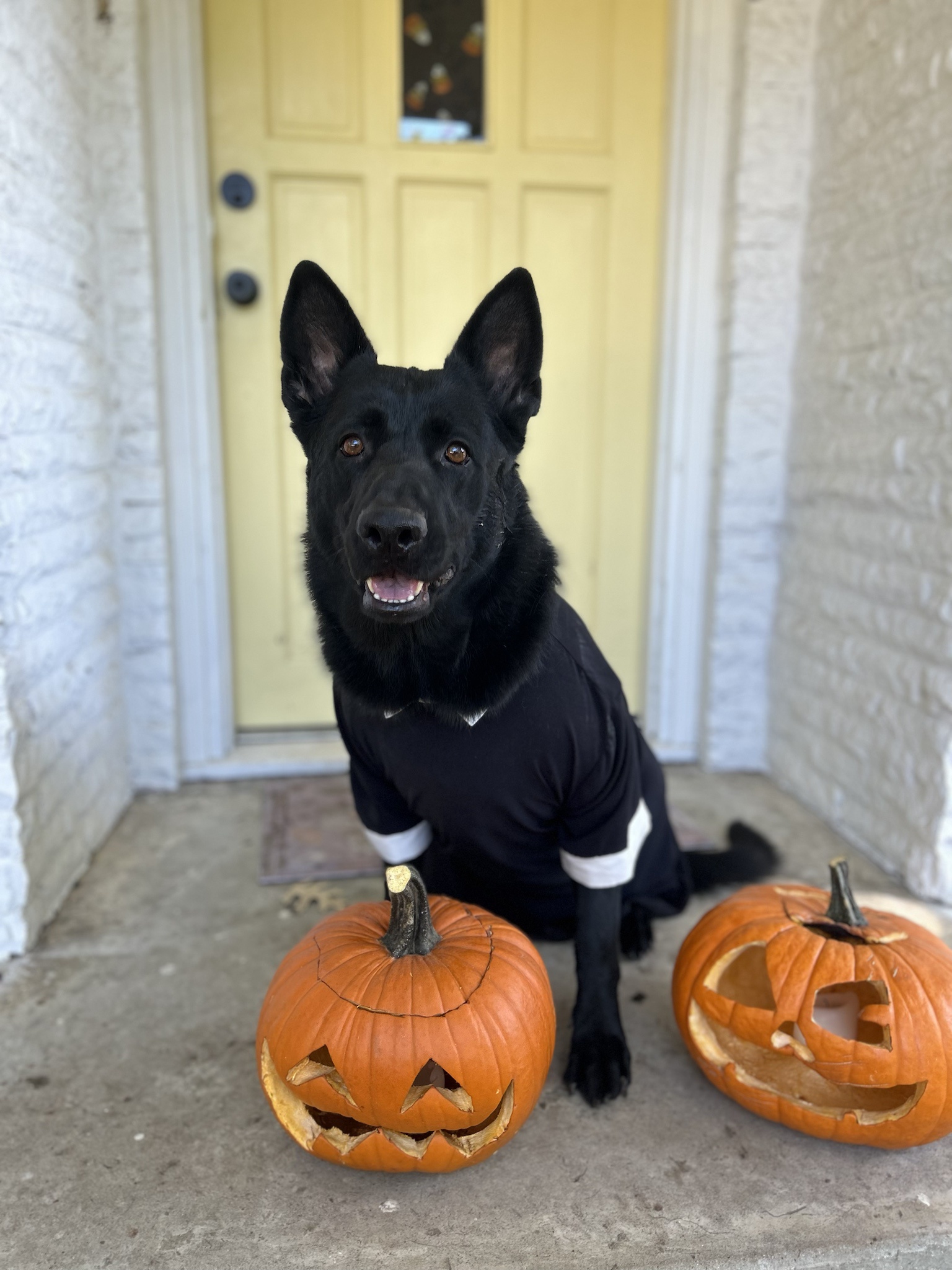 Who’s Dogs Enjoy Dressing Up? Definitely Not Mine!