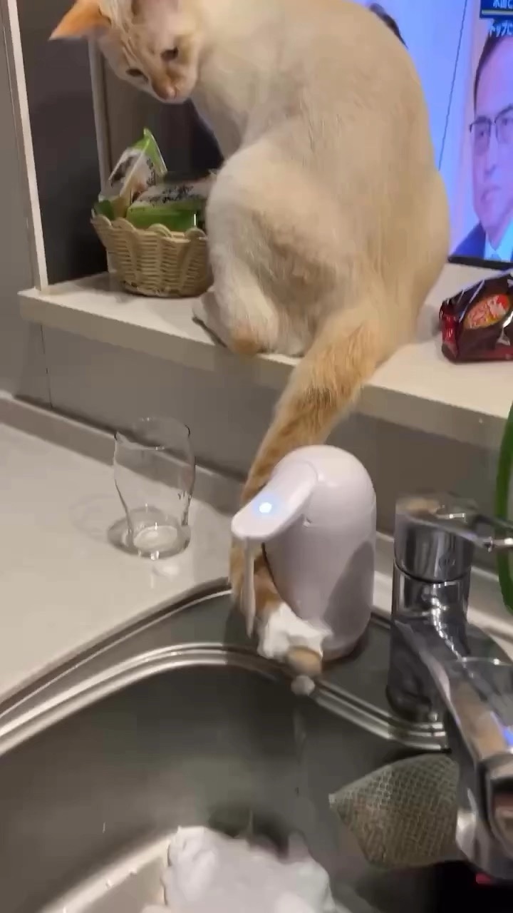 The Cat Conundrum: How Do They Master the Art of Being Jerks?