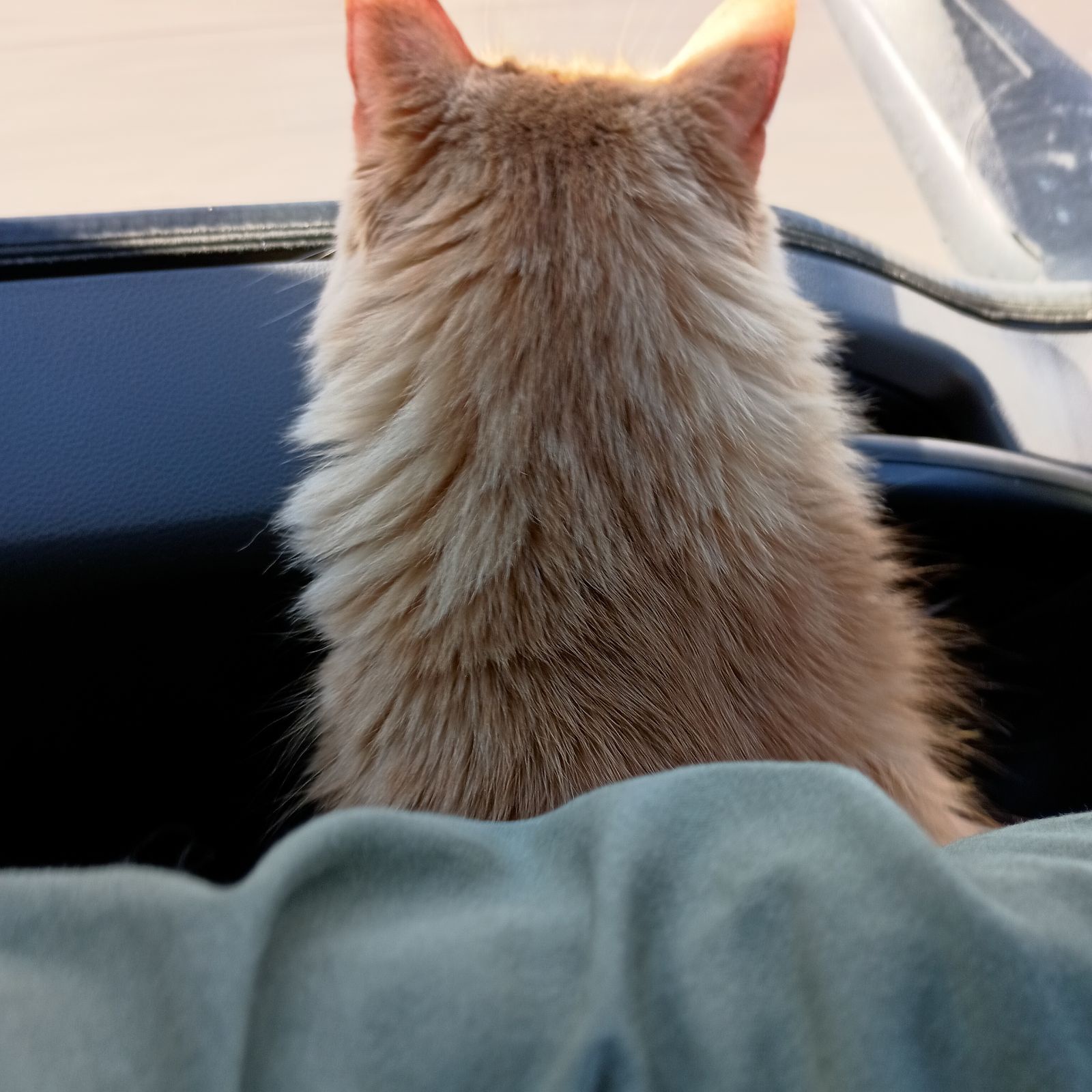 Happy Caturday! Princess Mimi's Big Move Across Four States