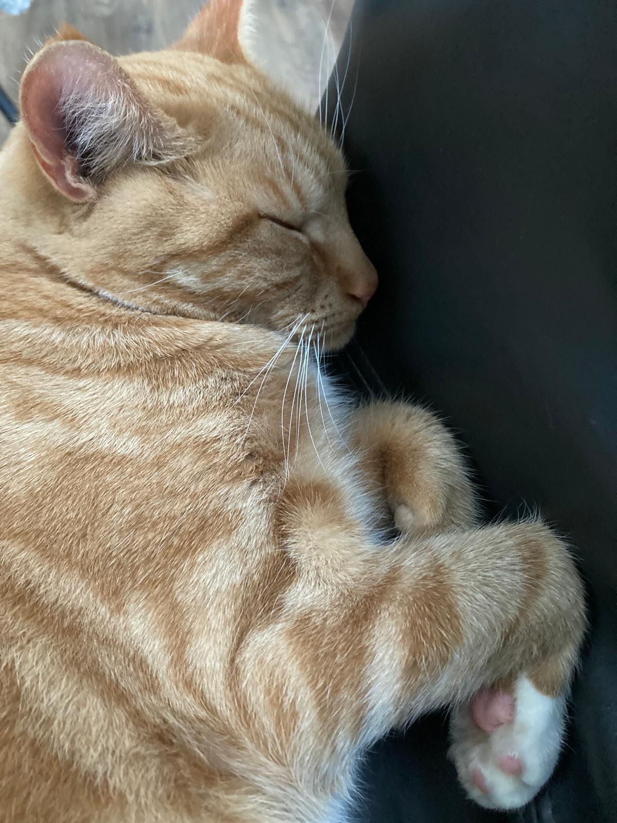 Biscuit's daily snapshot: A moment captured