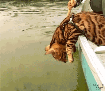 A fishy situation unfolds!