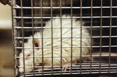 Exploring SCP-1166: The Perfect Lab Specimen Unveiled