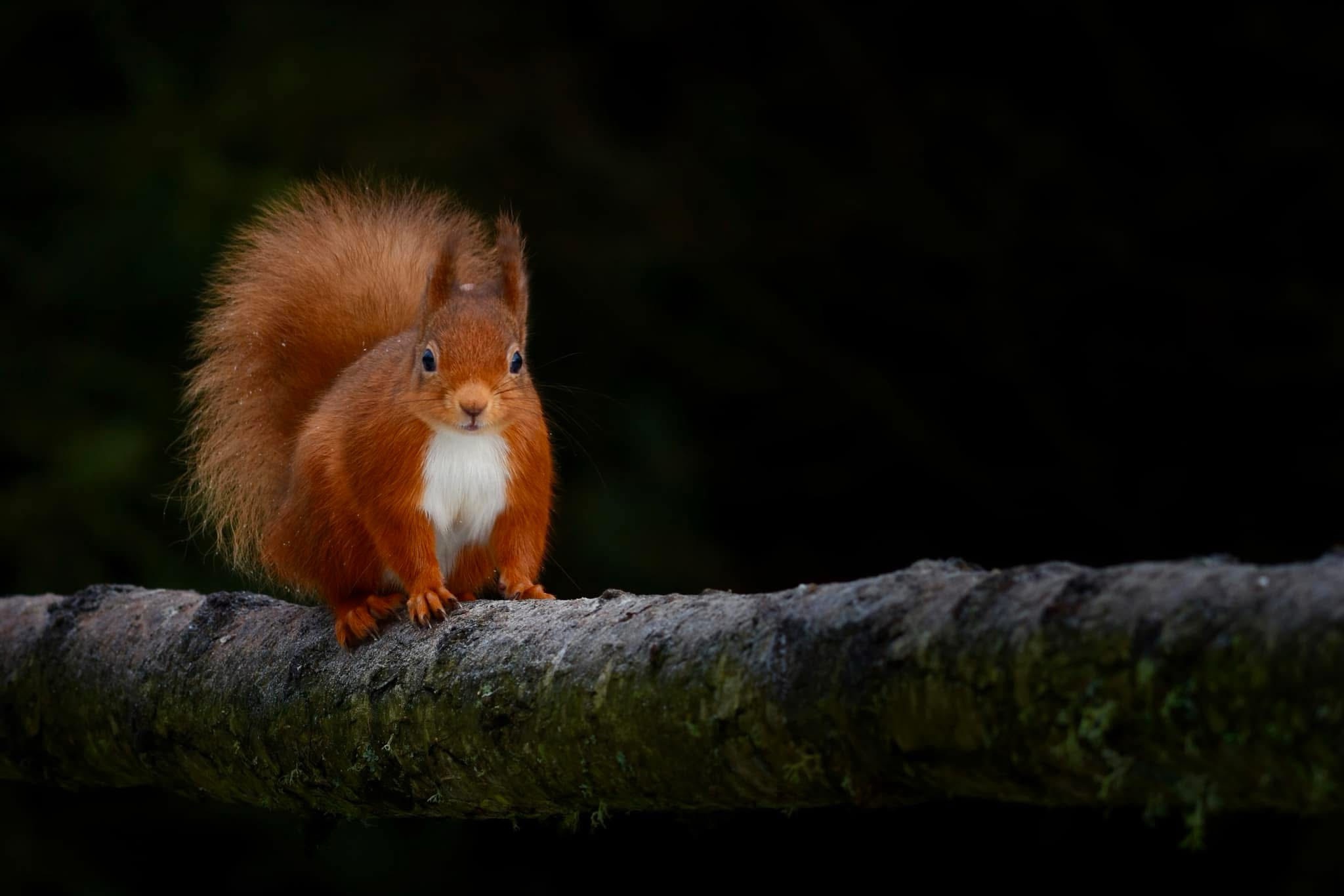 Adorable red squirrel stealing the spotlight