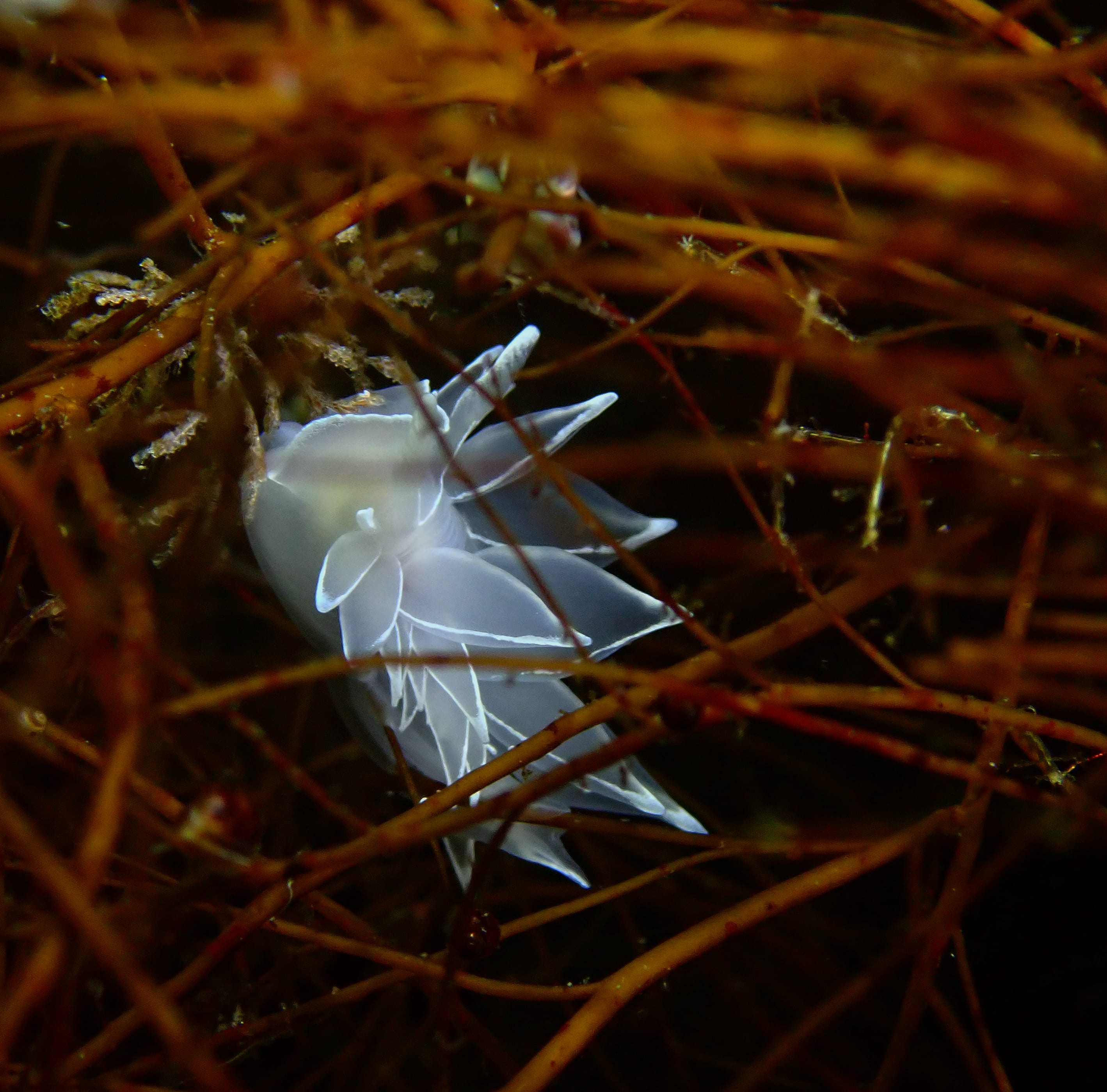 Not Sure About You, But I Crave Sea Slugs