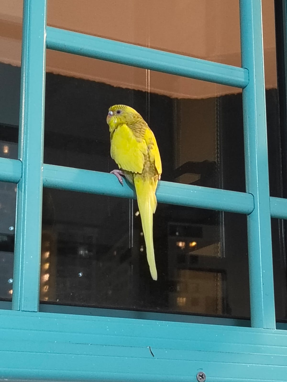 Help Find Butter the Budgie: Missing Since January 5th at Singapore's West Bay Condominium