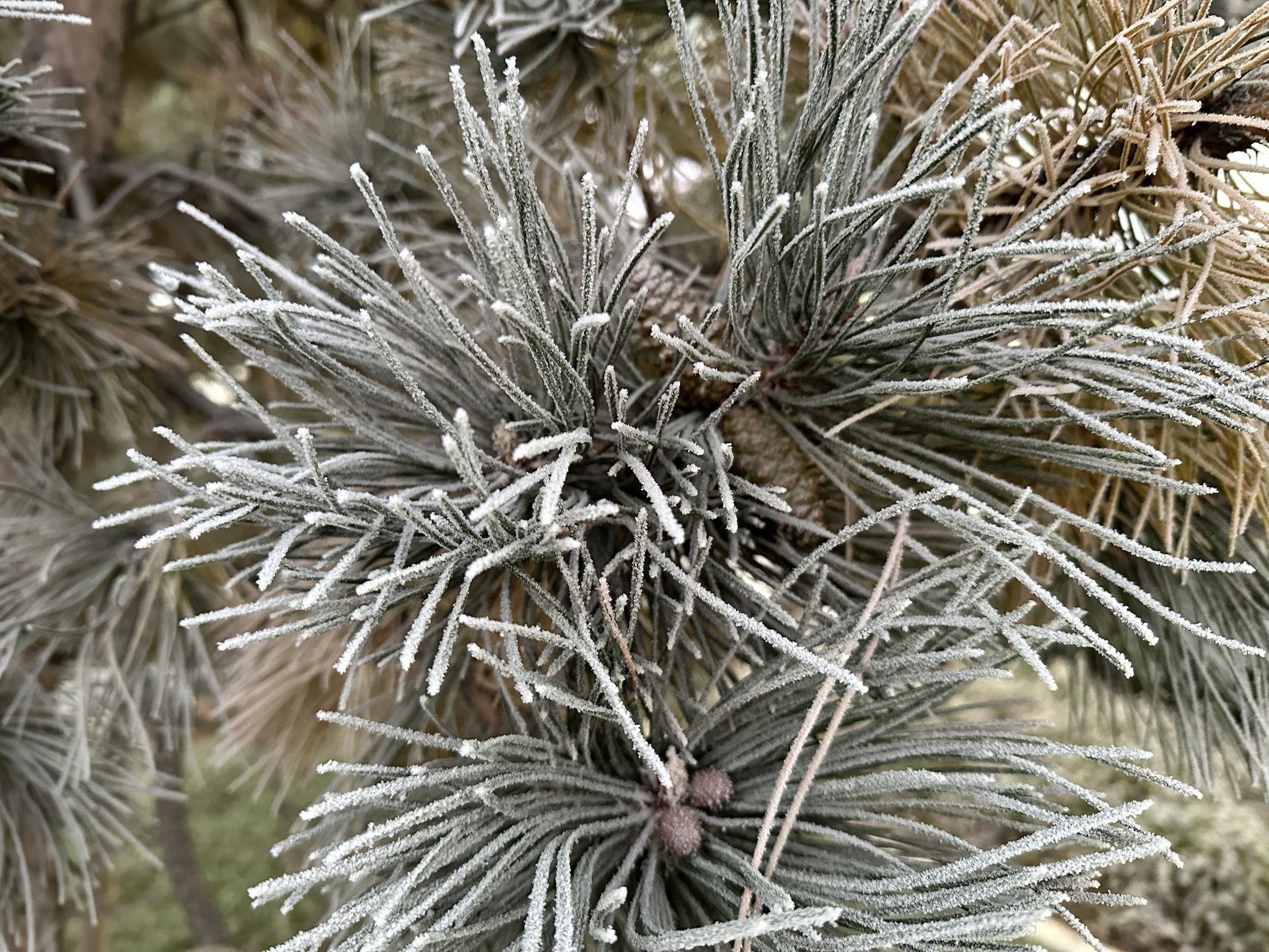 Captured a photo of pinecones this morning, little did I know what was in store!