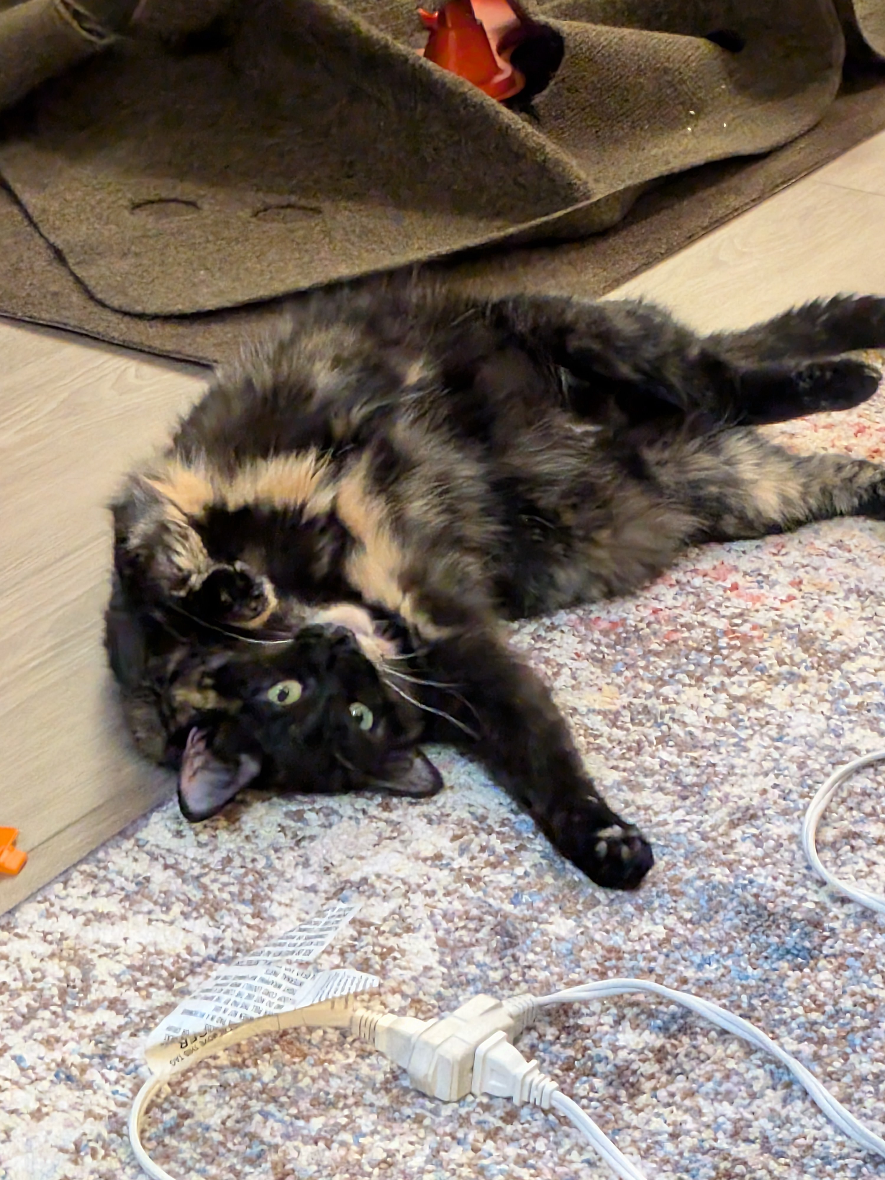 The Adorable Smudge Belly