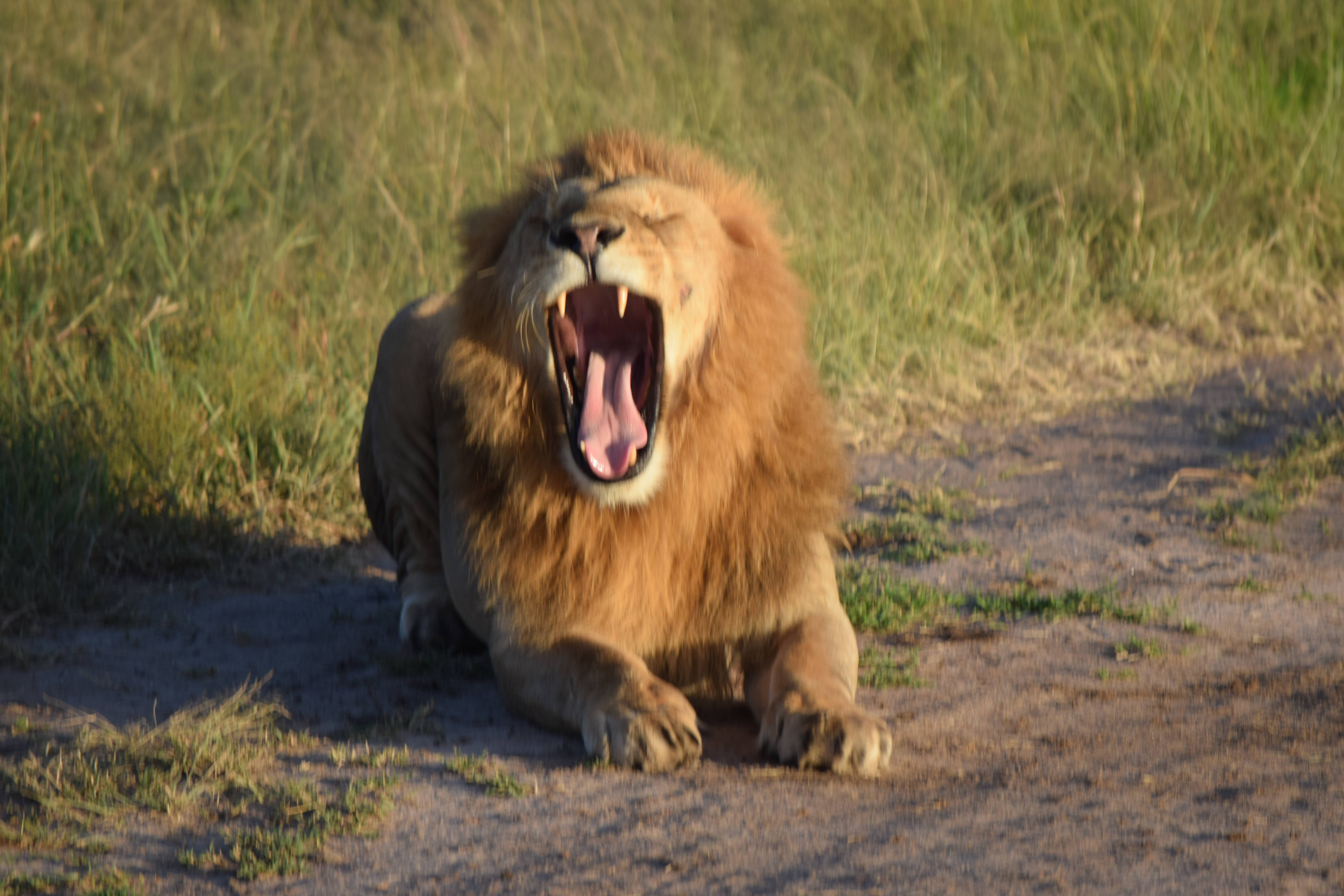 A Lion's Yawn: The Majesty of Nature