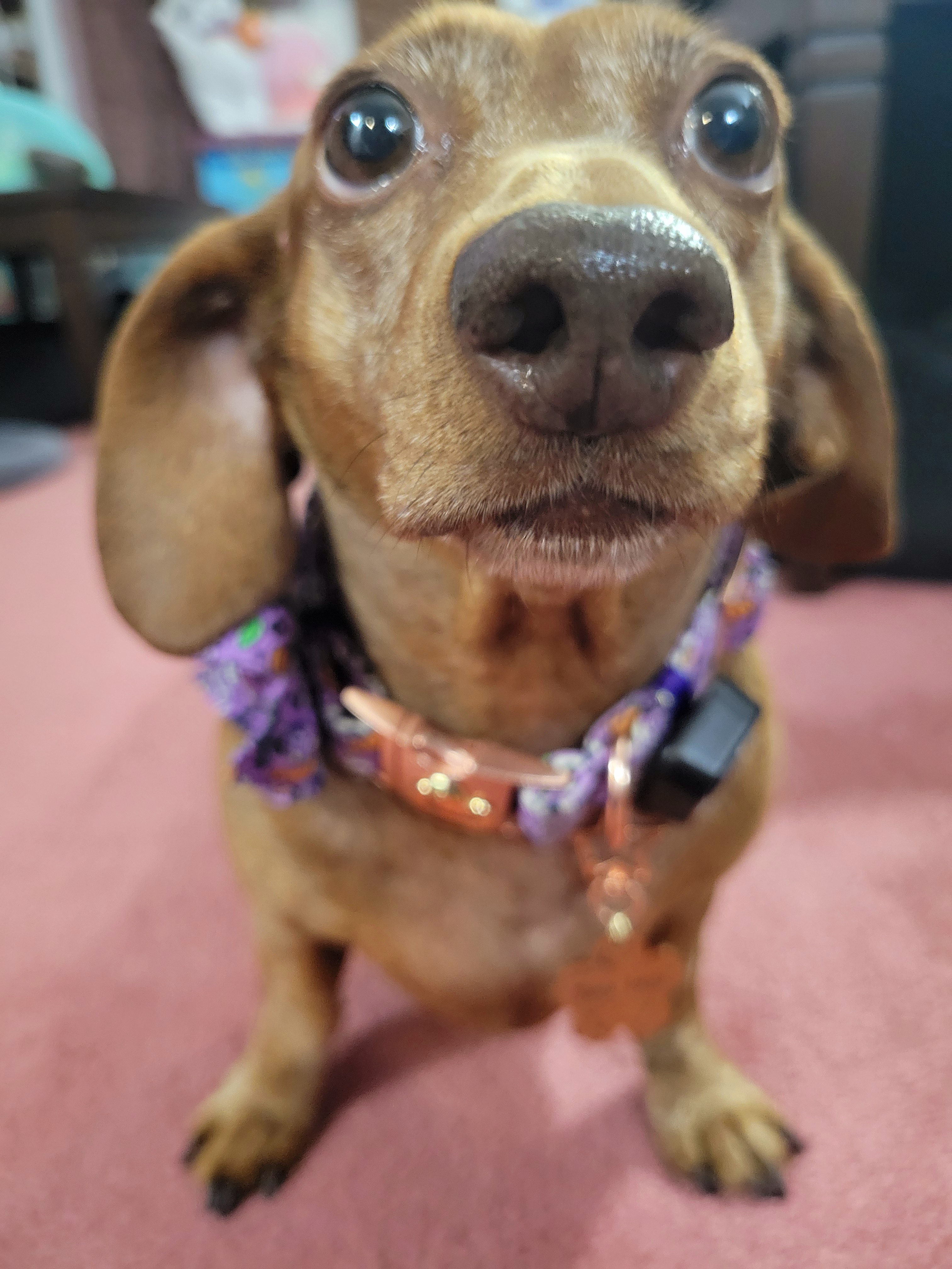 Meet my adorable pup, Tiger Lilly #675