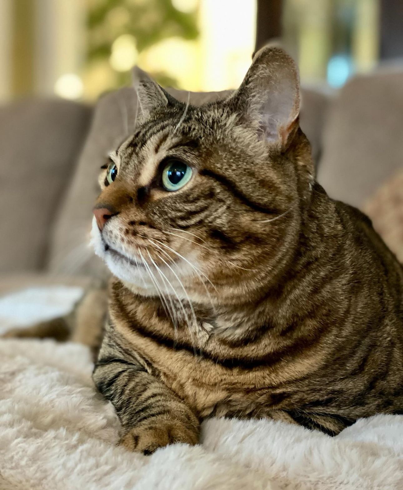 So Many Cats, So Much Laughter!