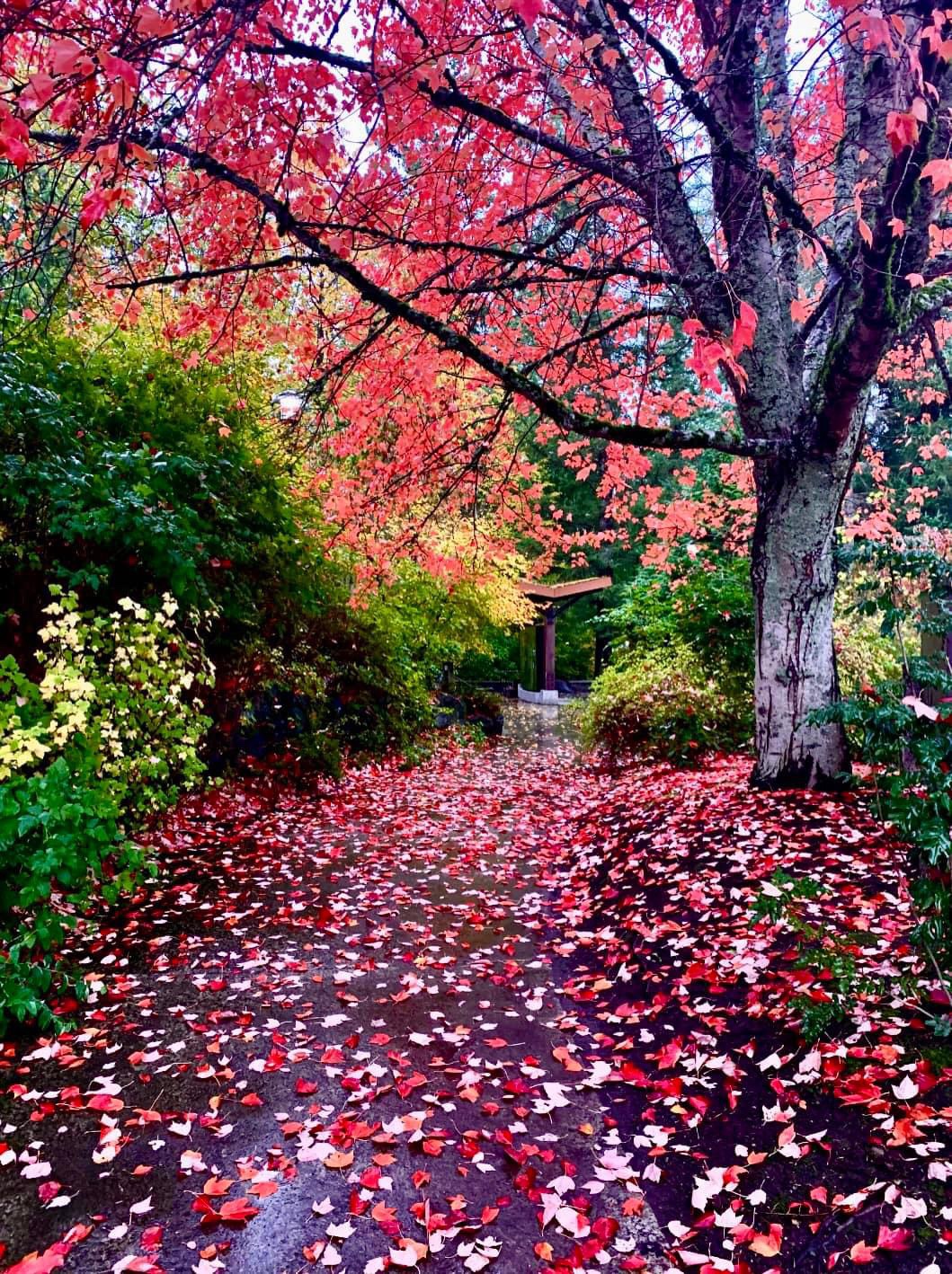Embracing the Beauty of Autumn