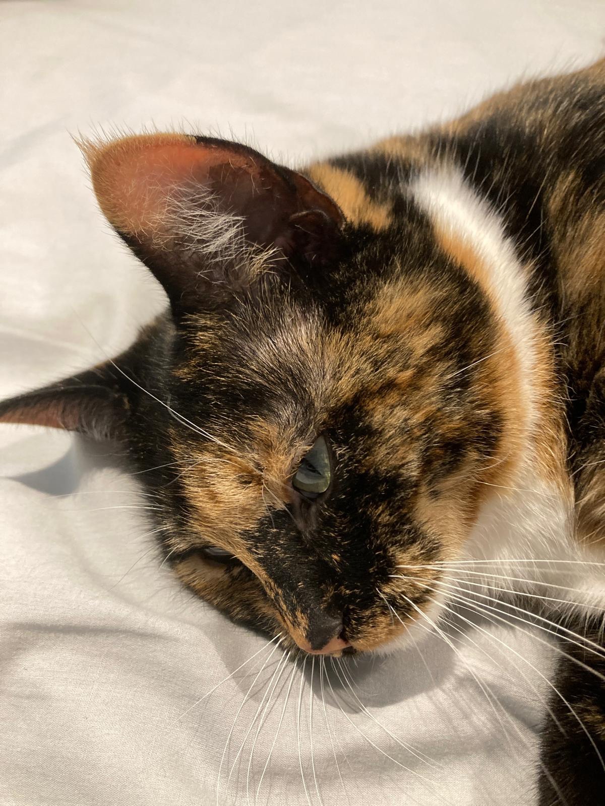 Crumble's Daily Snapshot