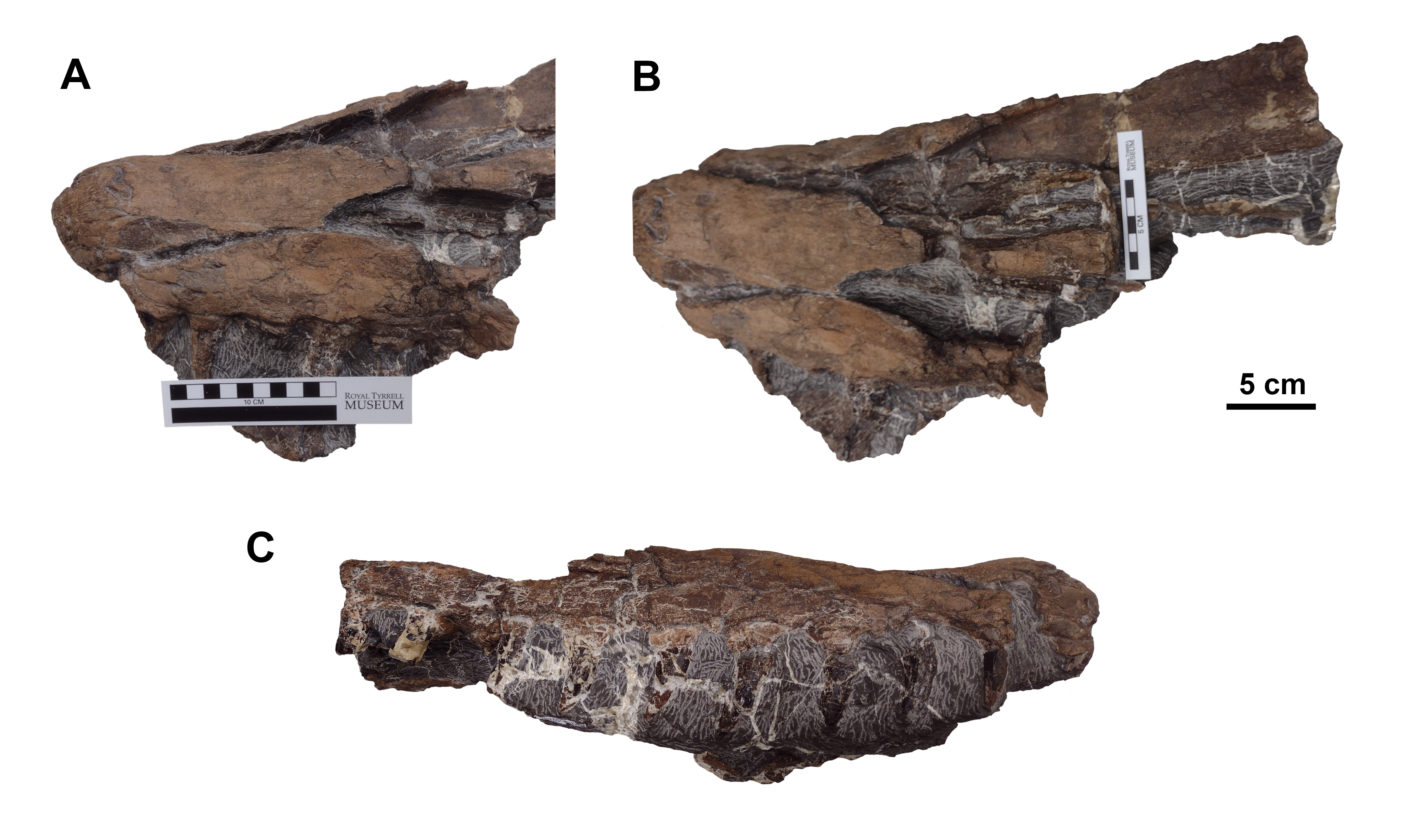 Exciting Discovery: The Nose of an Arctic Mosasaur Unearthed!