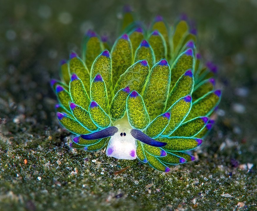 Would You Like Some Sea Slugs During These Troubling Times for Democracy?