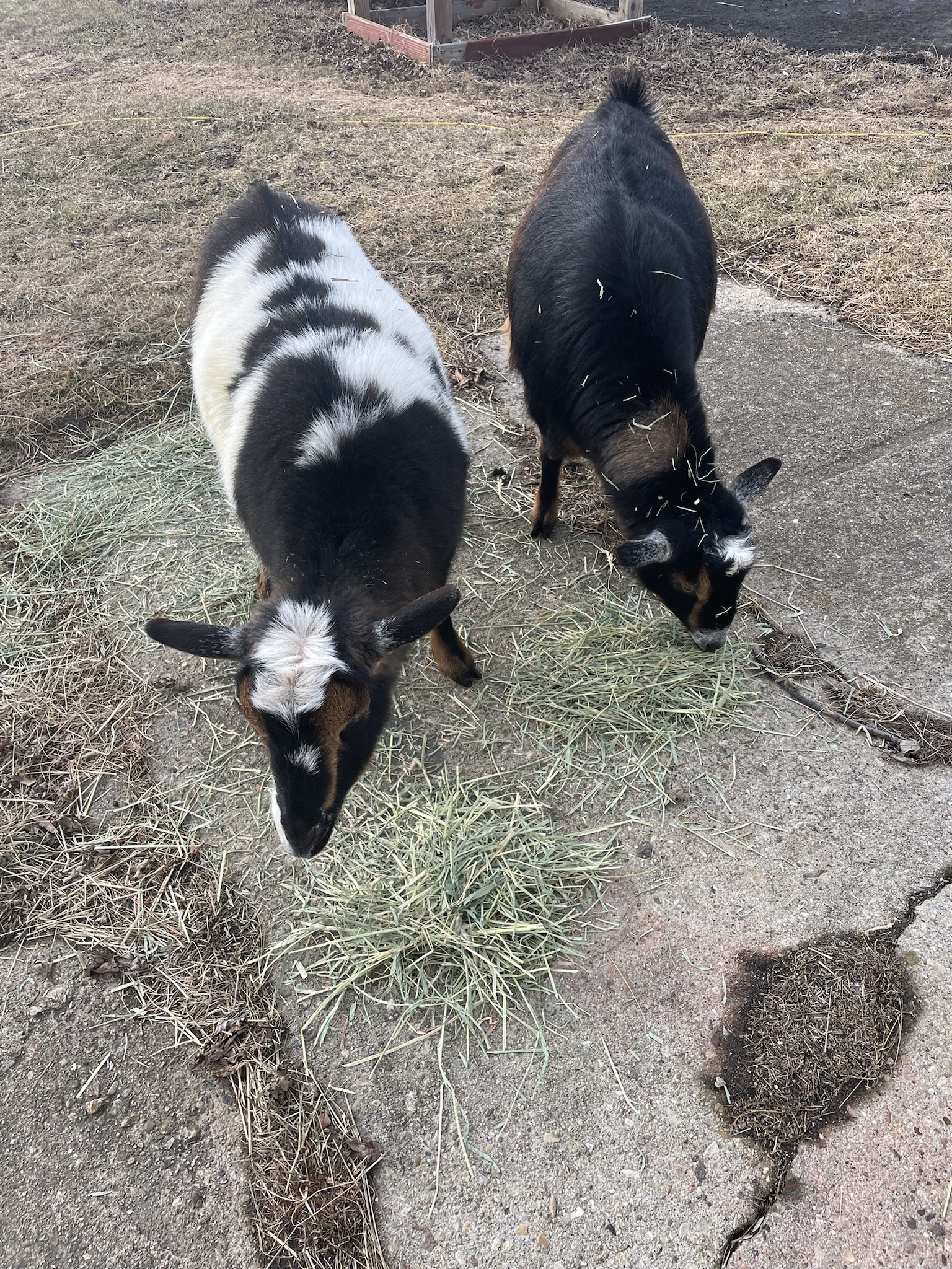 The Charming World of Goats