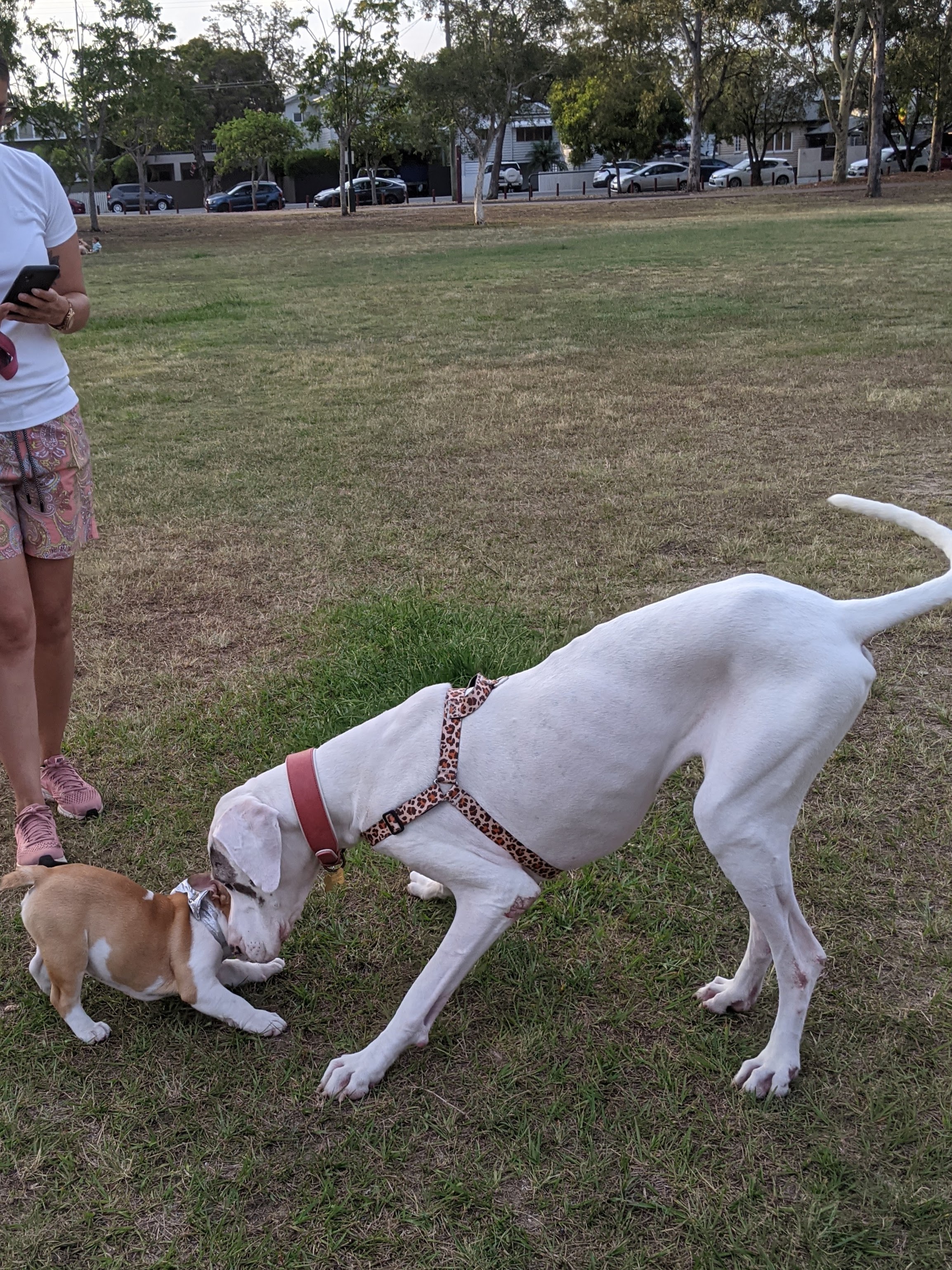 Unlikely Friends: Baby Bulldog and Great Dane Bonding