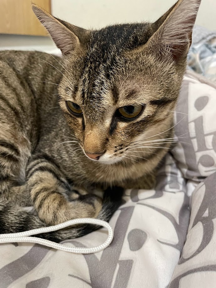The Feline Chronicles
