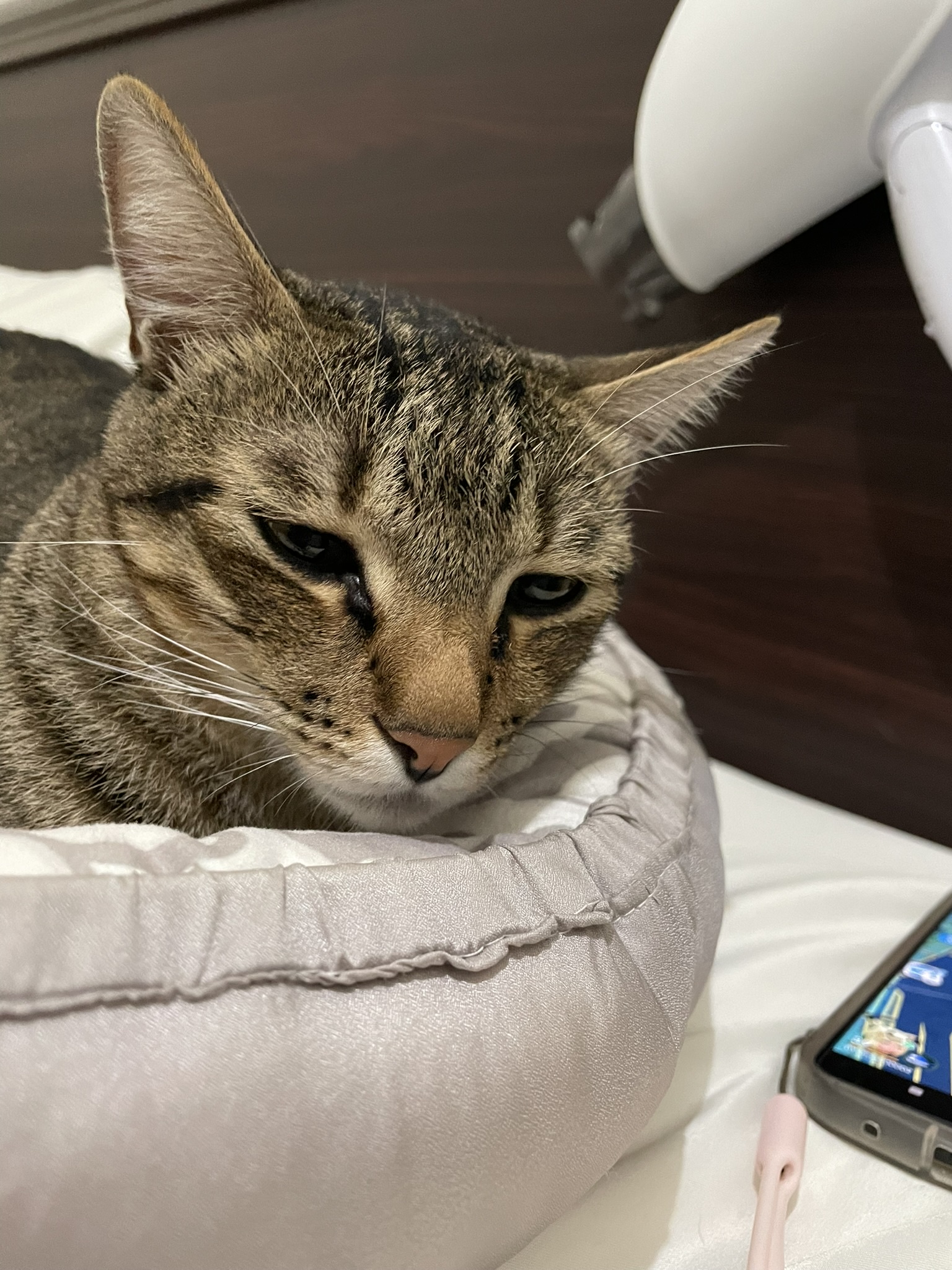 Meet the Sleepy Cat Who Steals Hearts