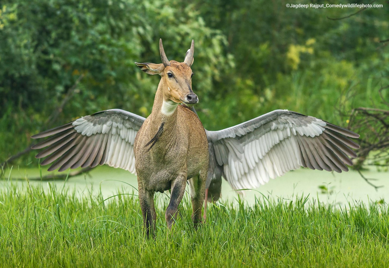 Soaring High Like Pegasus