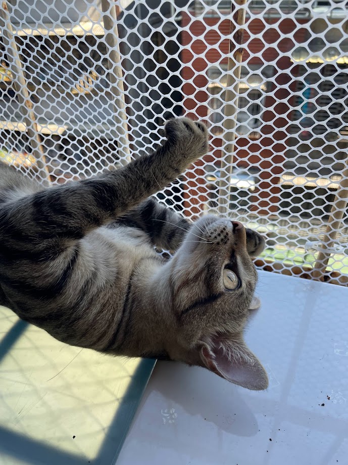 Just a Cat Being a Cat