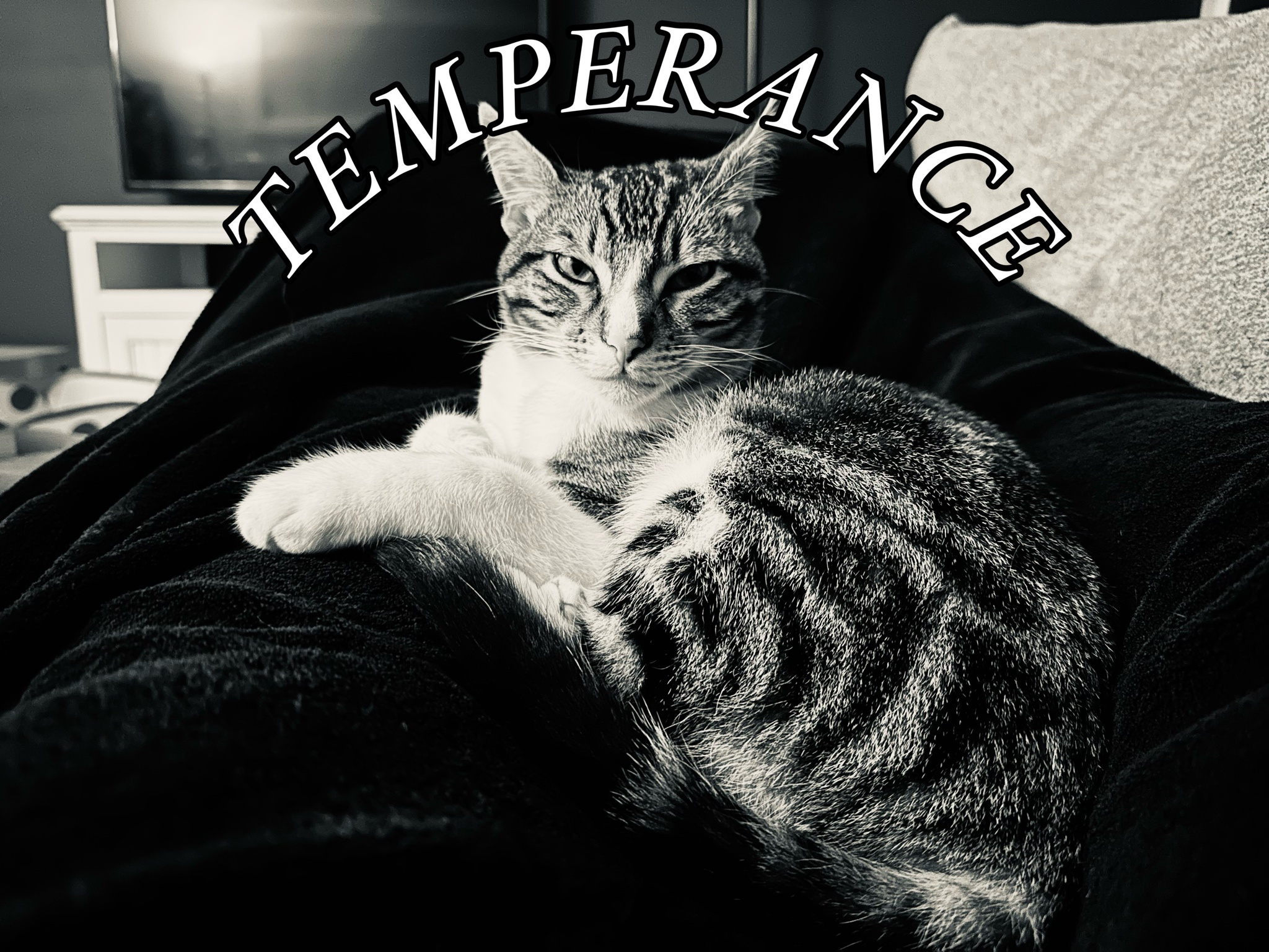 Half a Year of Adorable Cat Pictures