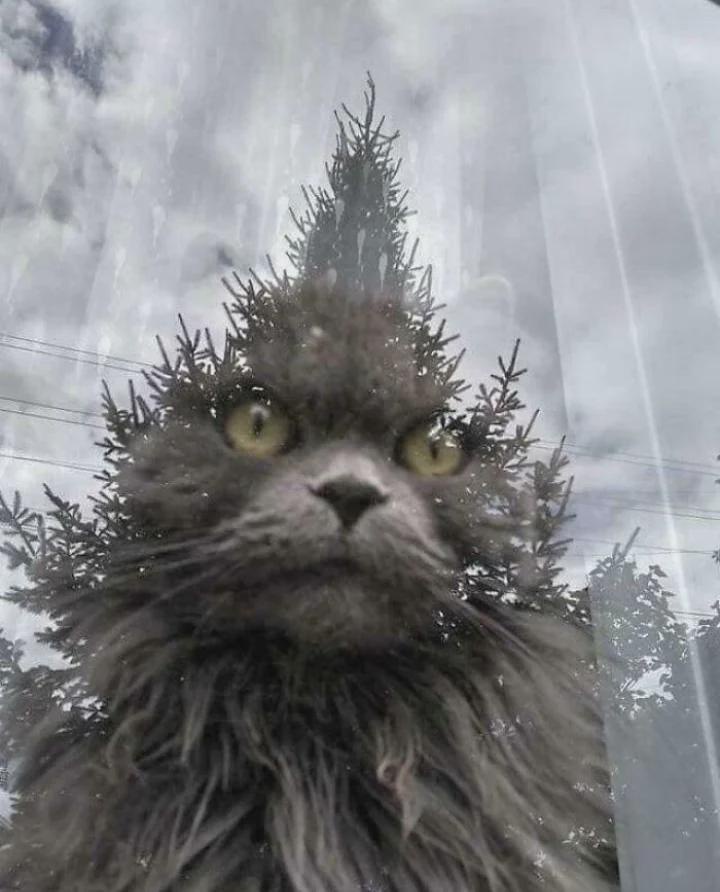 A Curious Cat Gazing Out the Window