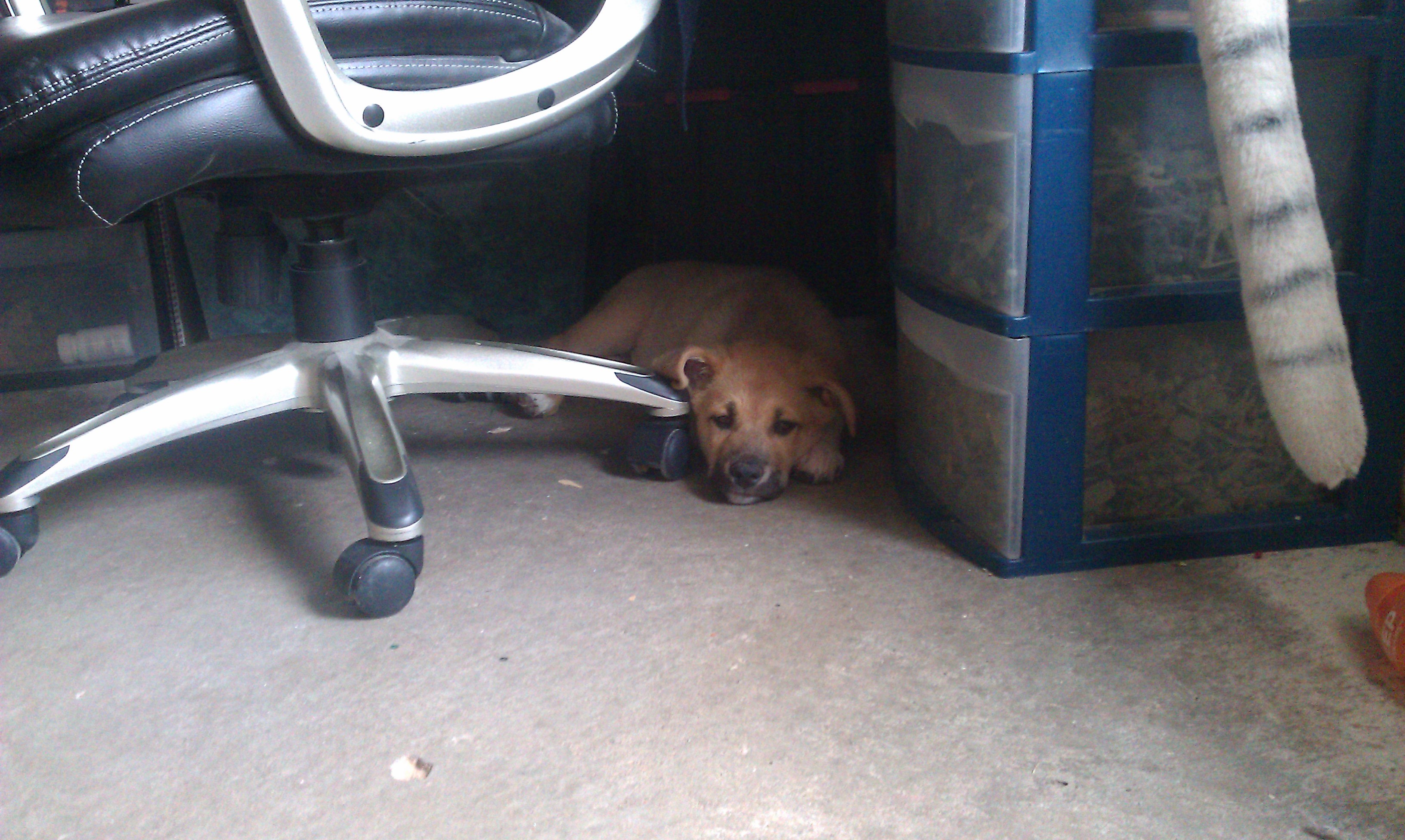 Surprise! There's a Puppy in My Office!
