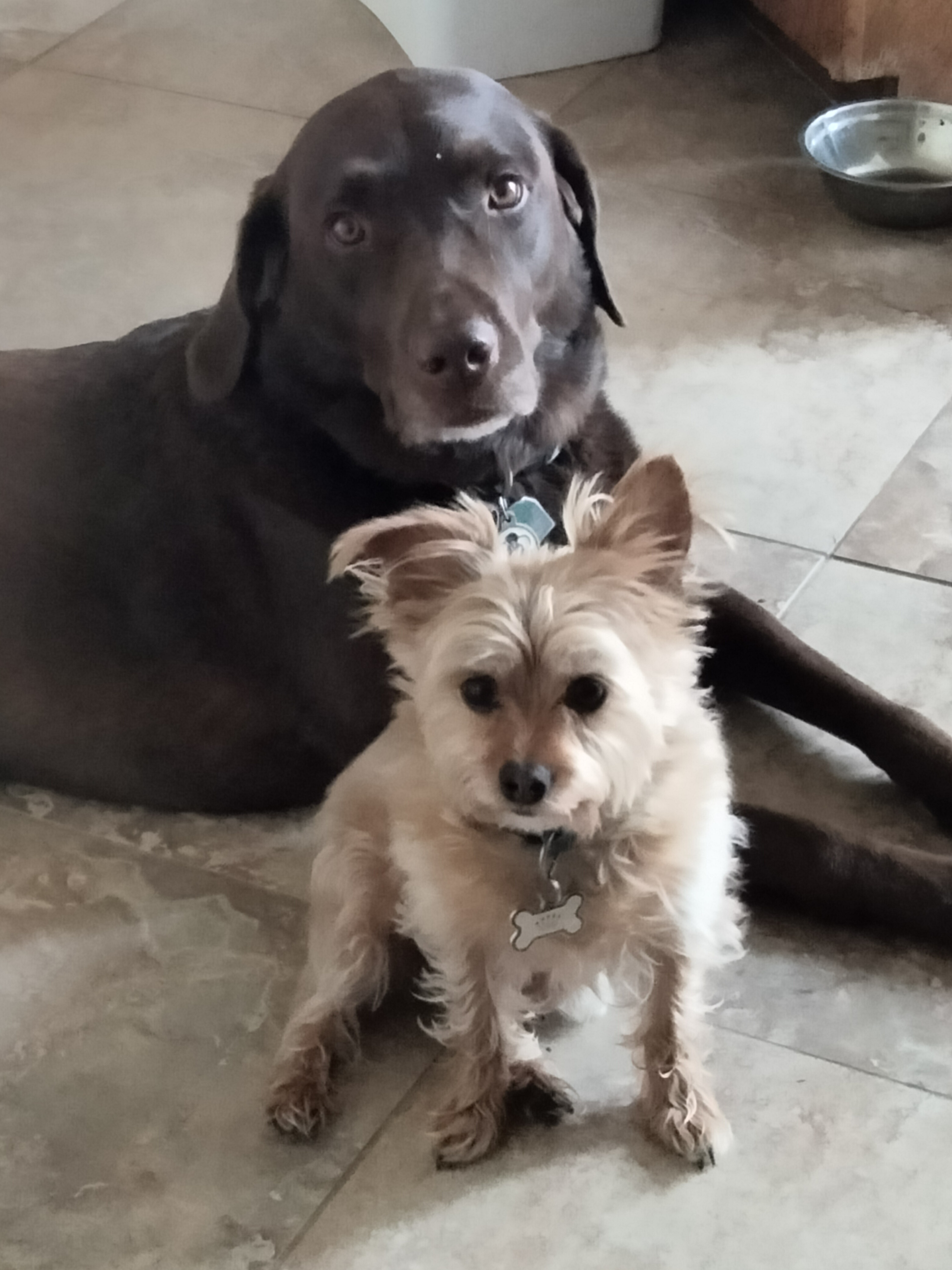 These Adorable Pups Are My Daily Motivation