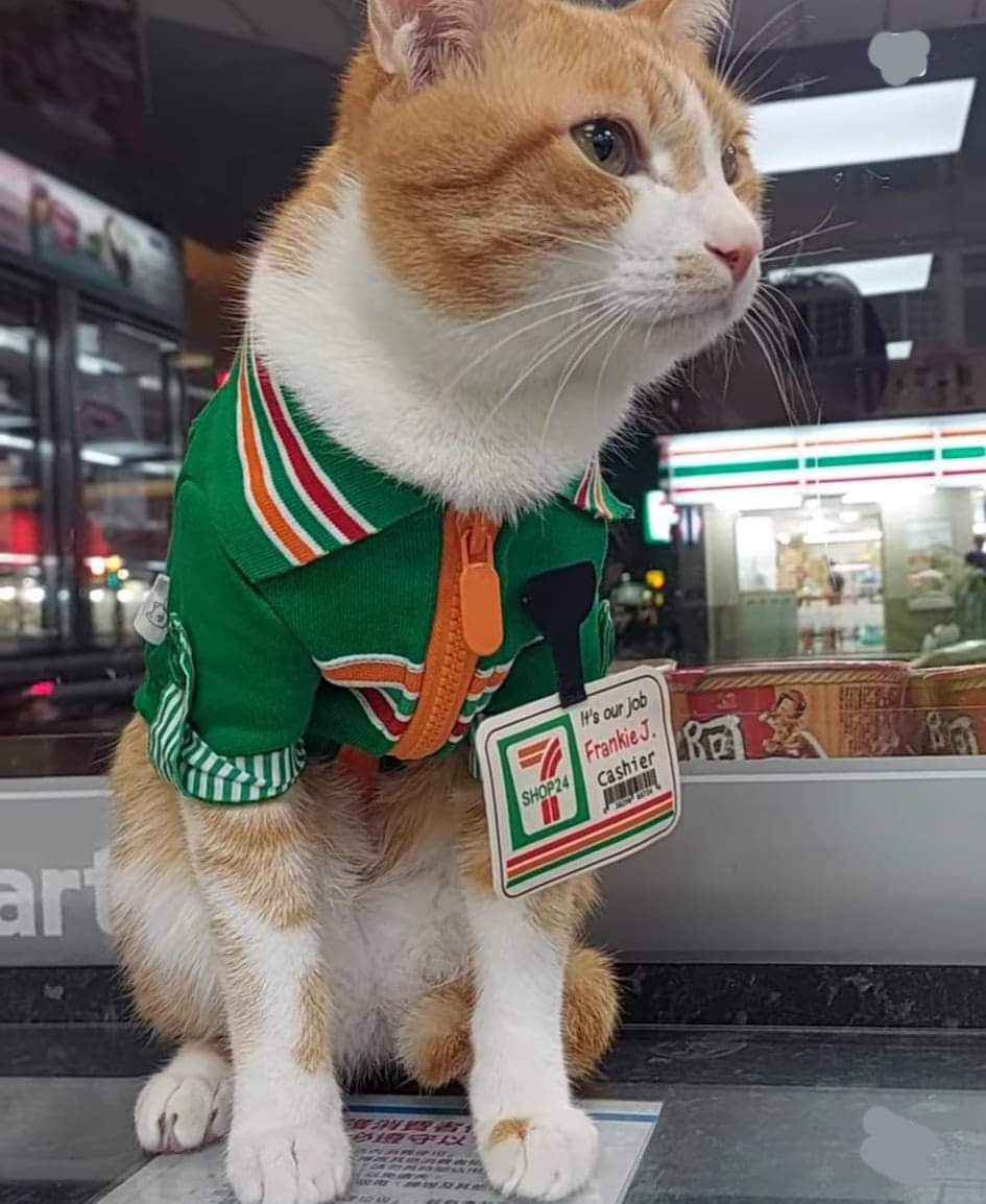 Sorry, No Litterbox Access Without a Purchase!