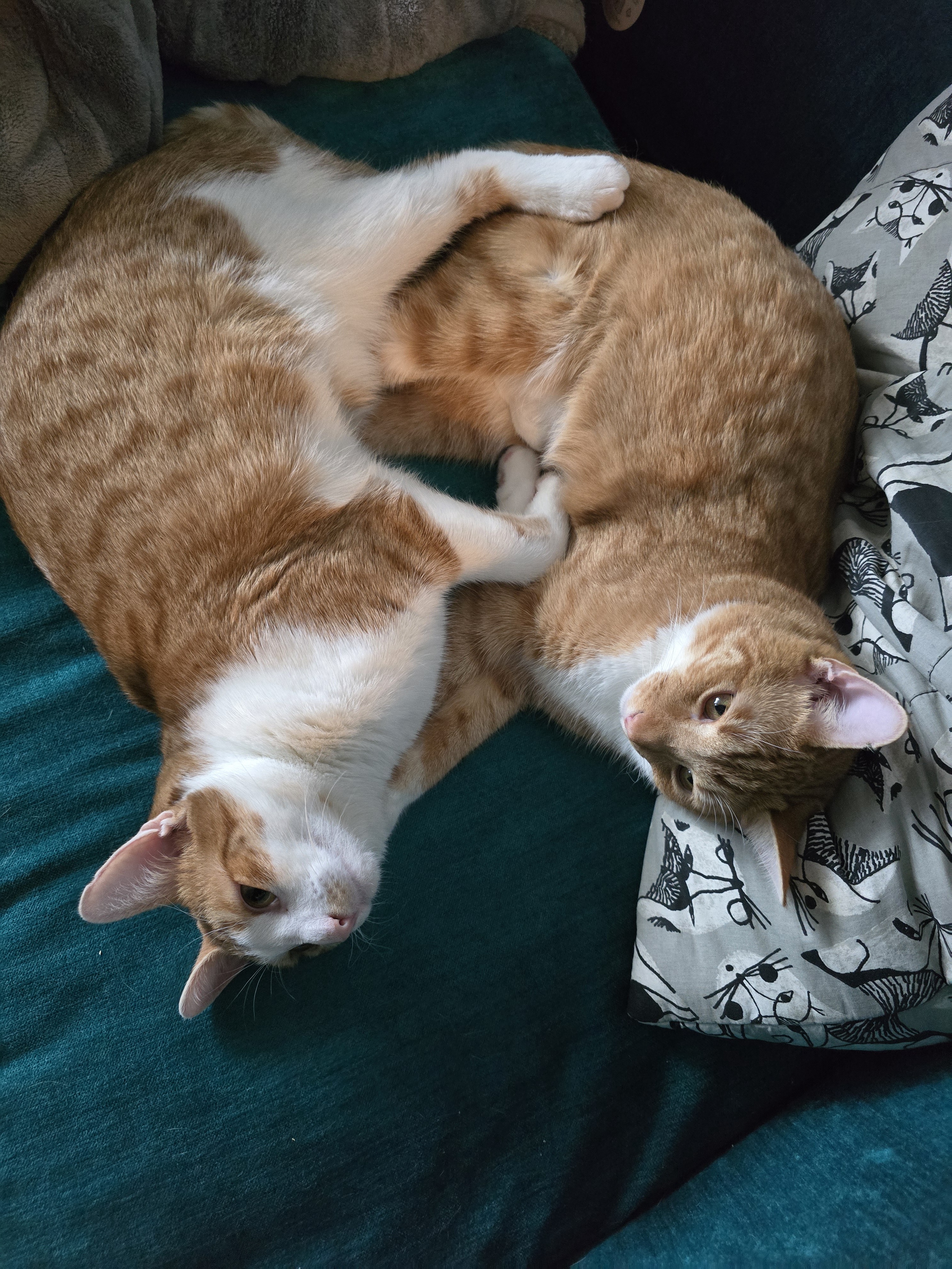The world may be a mess, but here's a dose of cuteness with some cats.