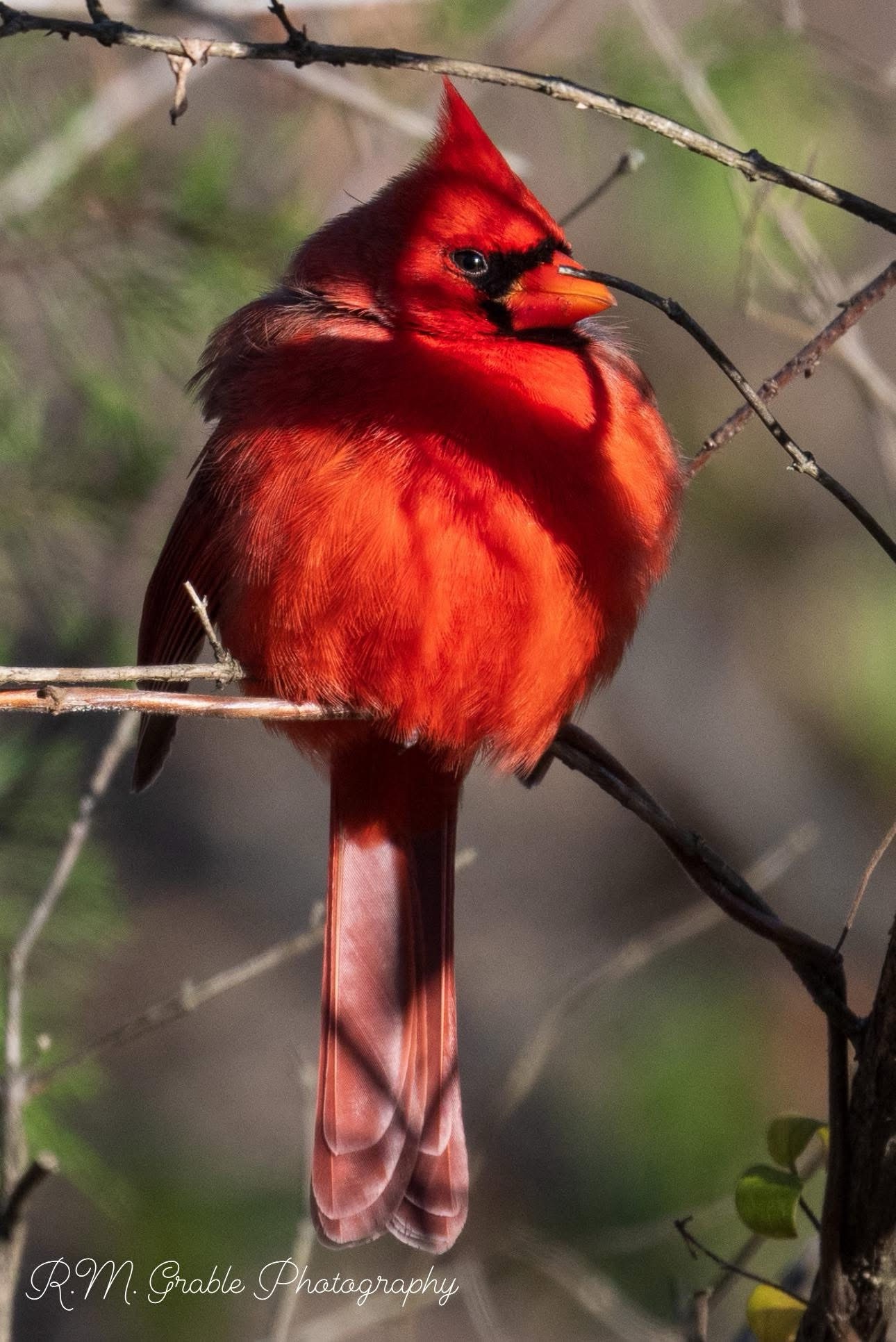 The Majestic Cardinal in Focus