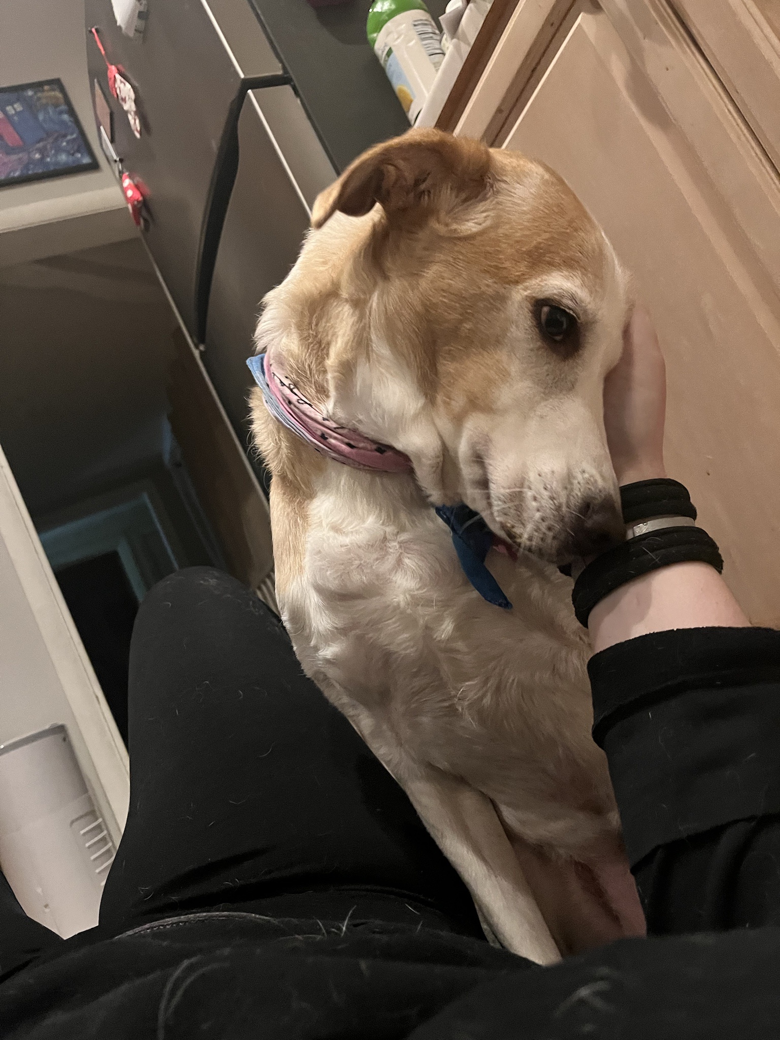 Harley's Heroic Rescue: When I Ended Up on the Floor