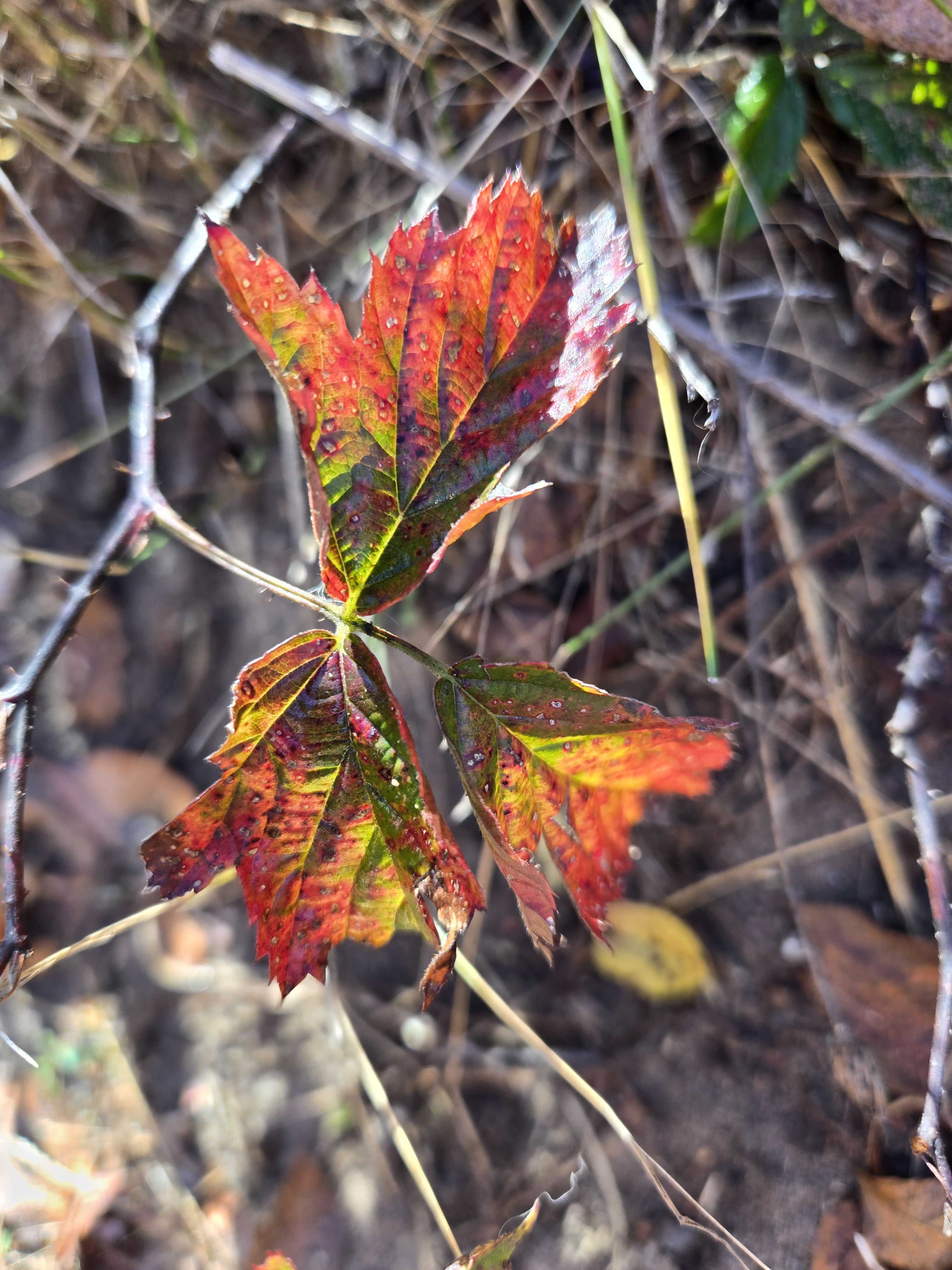 Exploring the Beauty of Leaves and Nature