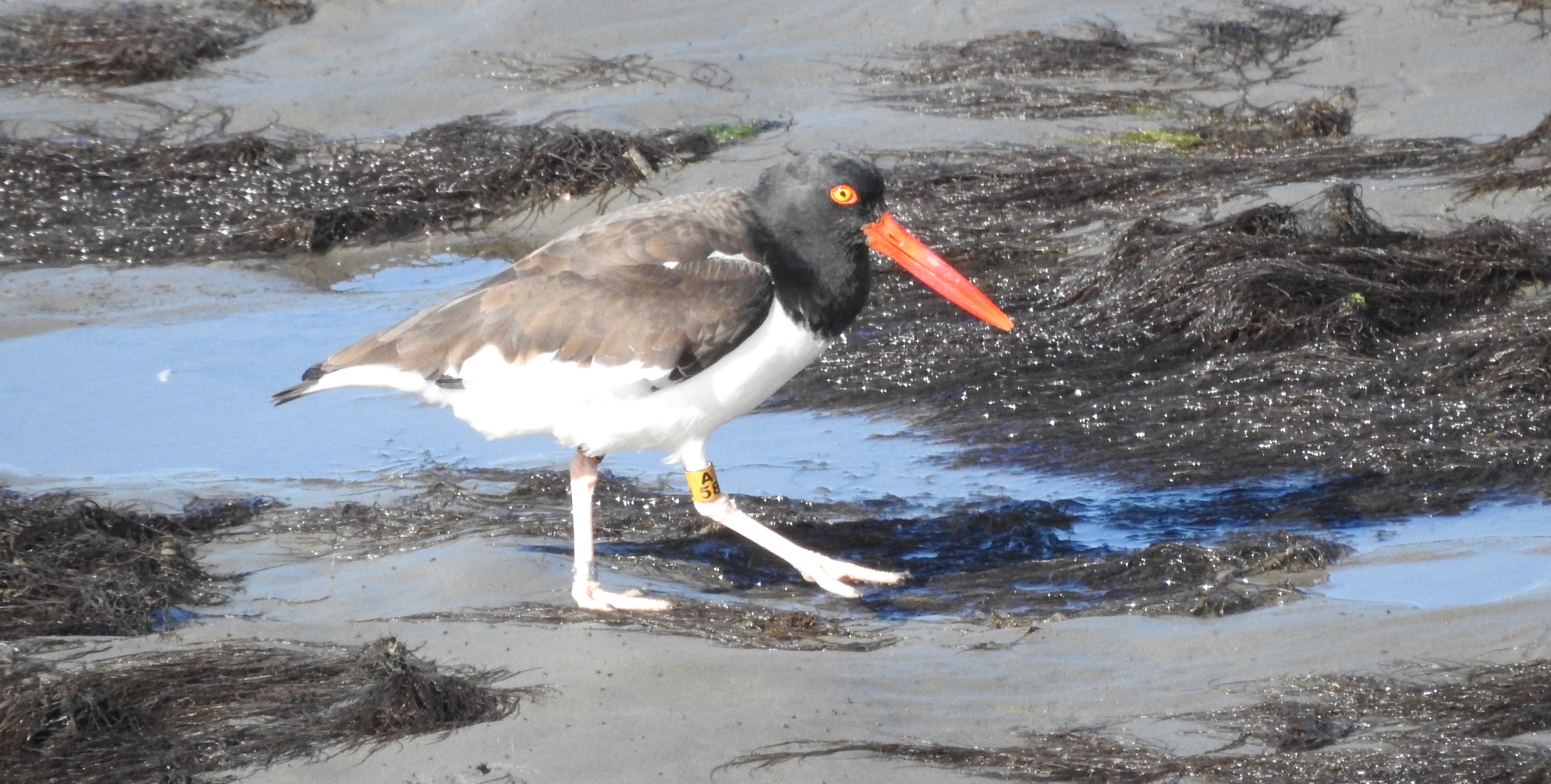 Birdwatching Adventures in Cape May, NJ: Duck Sightings on Ocean Drive 11/13/24!