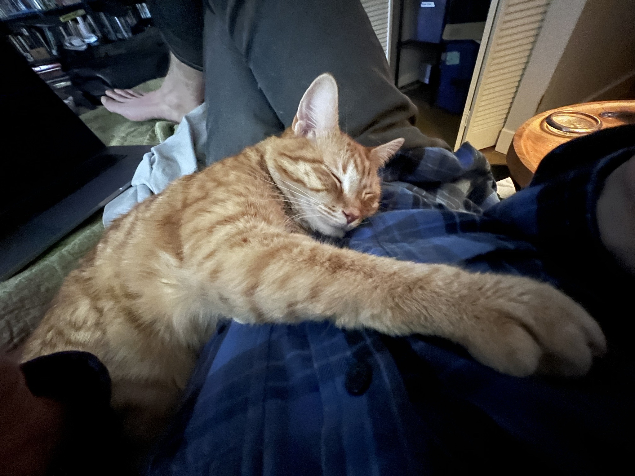 Trapped Beneath My Adorable Orange Companion