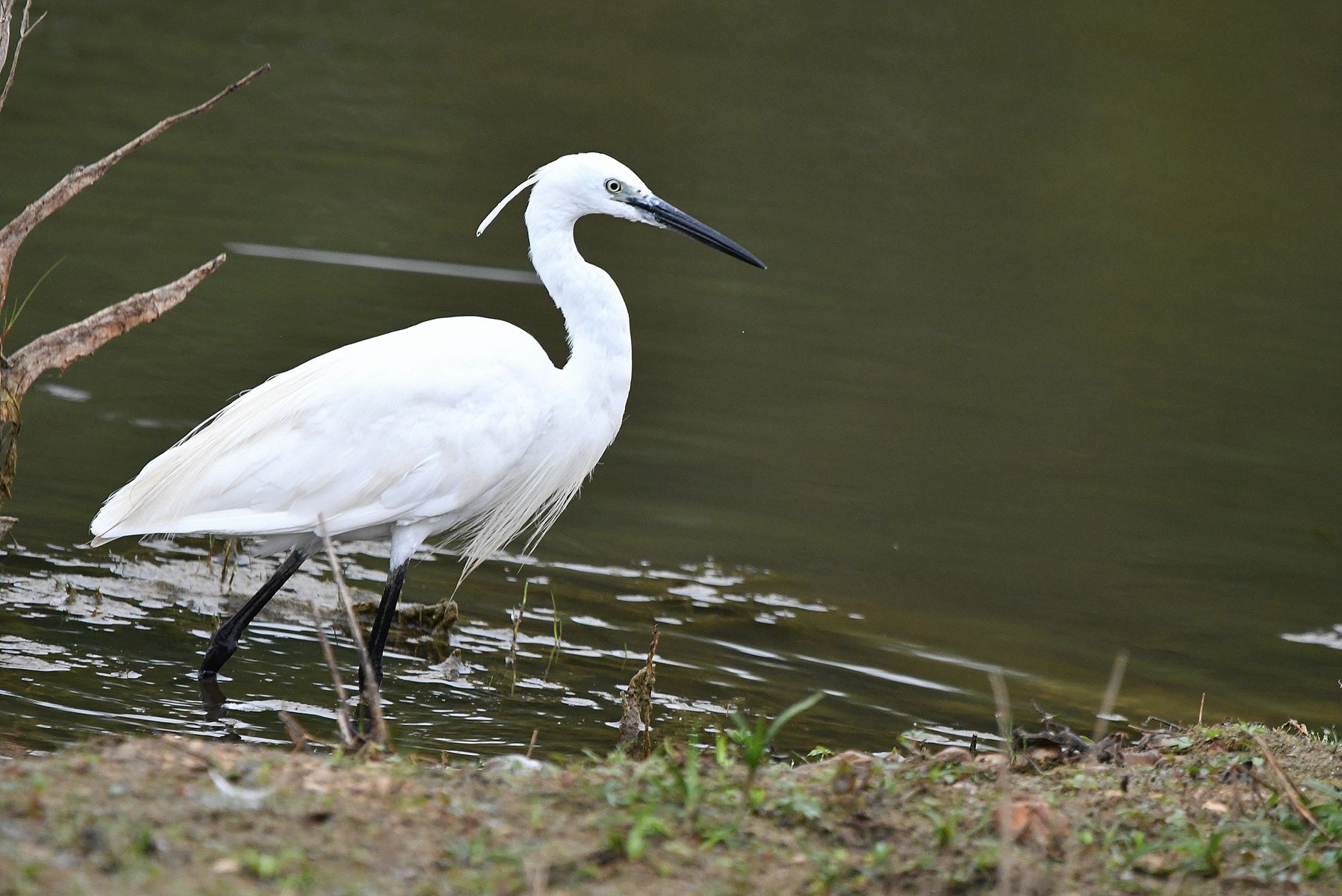 Aigrette Garzette: Captured in Vienne, France (08/24)