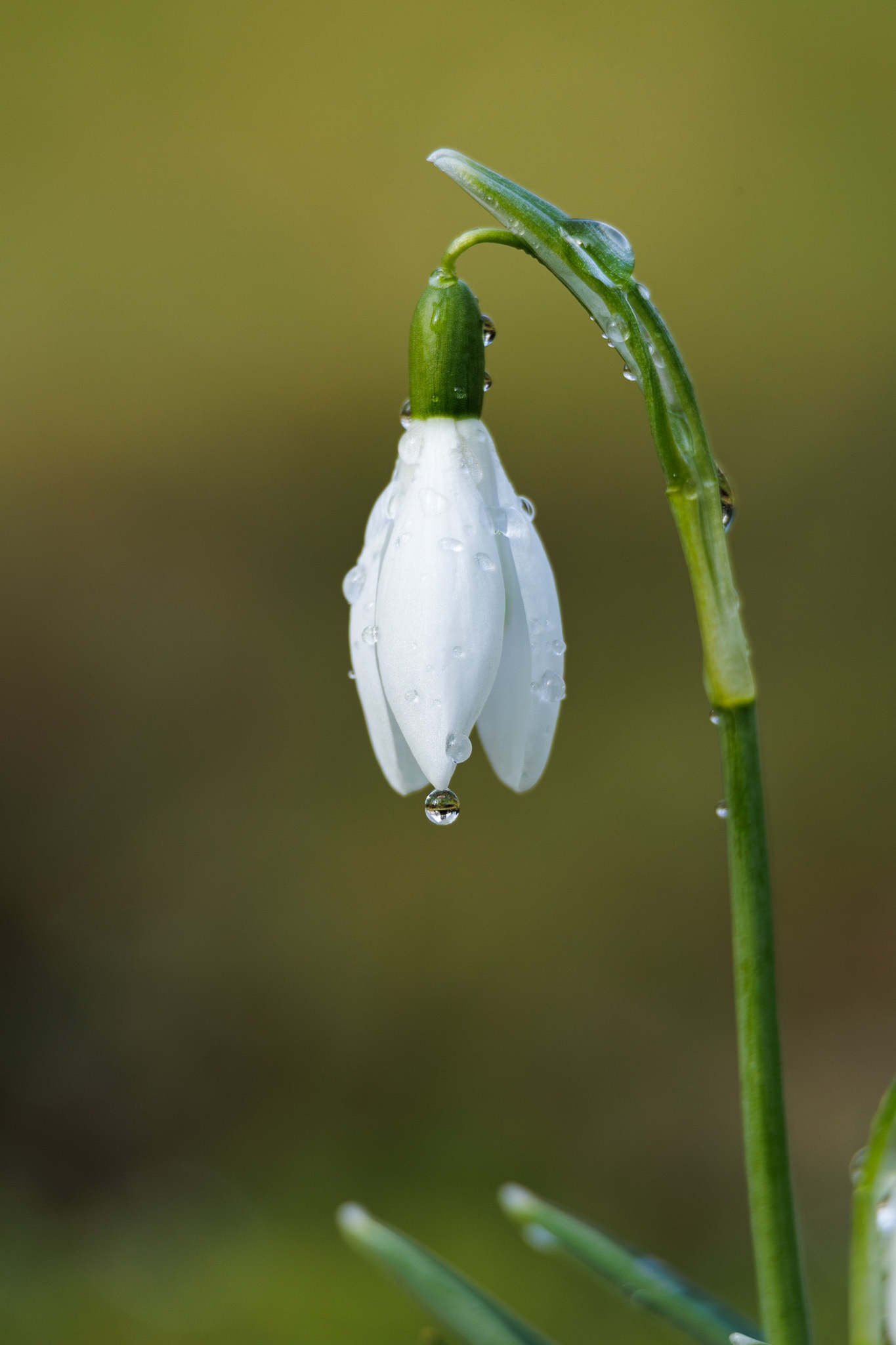 Nature's Daily Delight #91: The Elegant Snowdrop Bloom