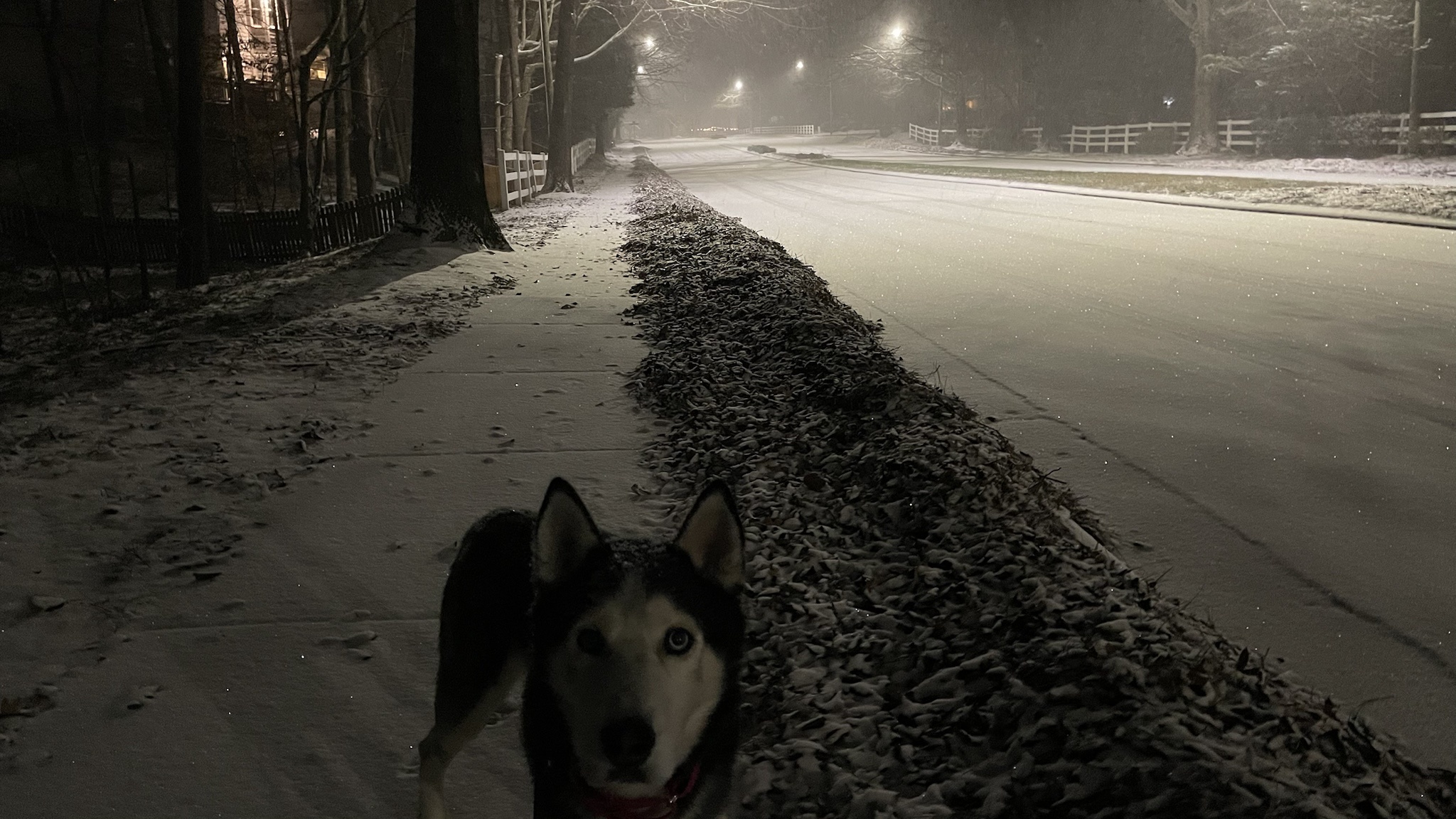 Sal Embracing the Winter Wonderland