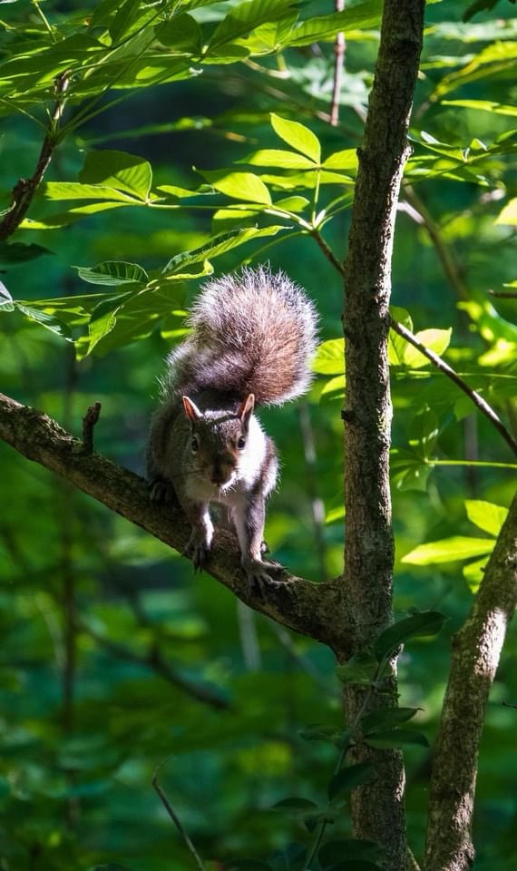 Just a Squirrel Being Adorable