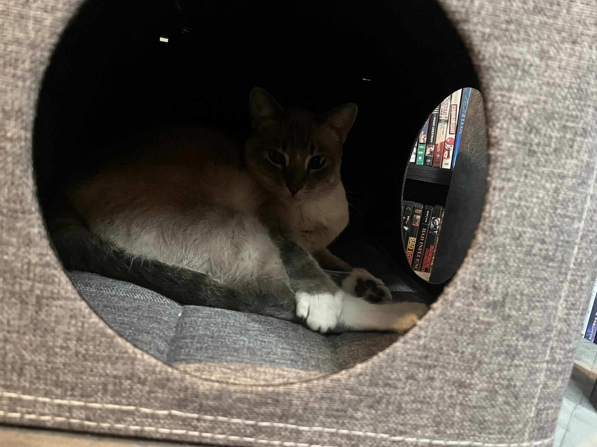 Daily Dose of Ivy: Cat Chronicles Day 343
