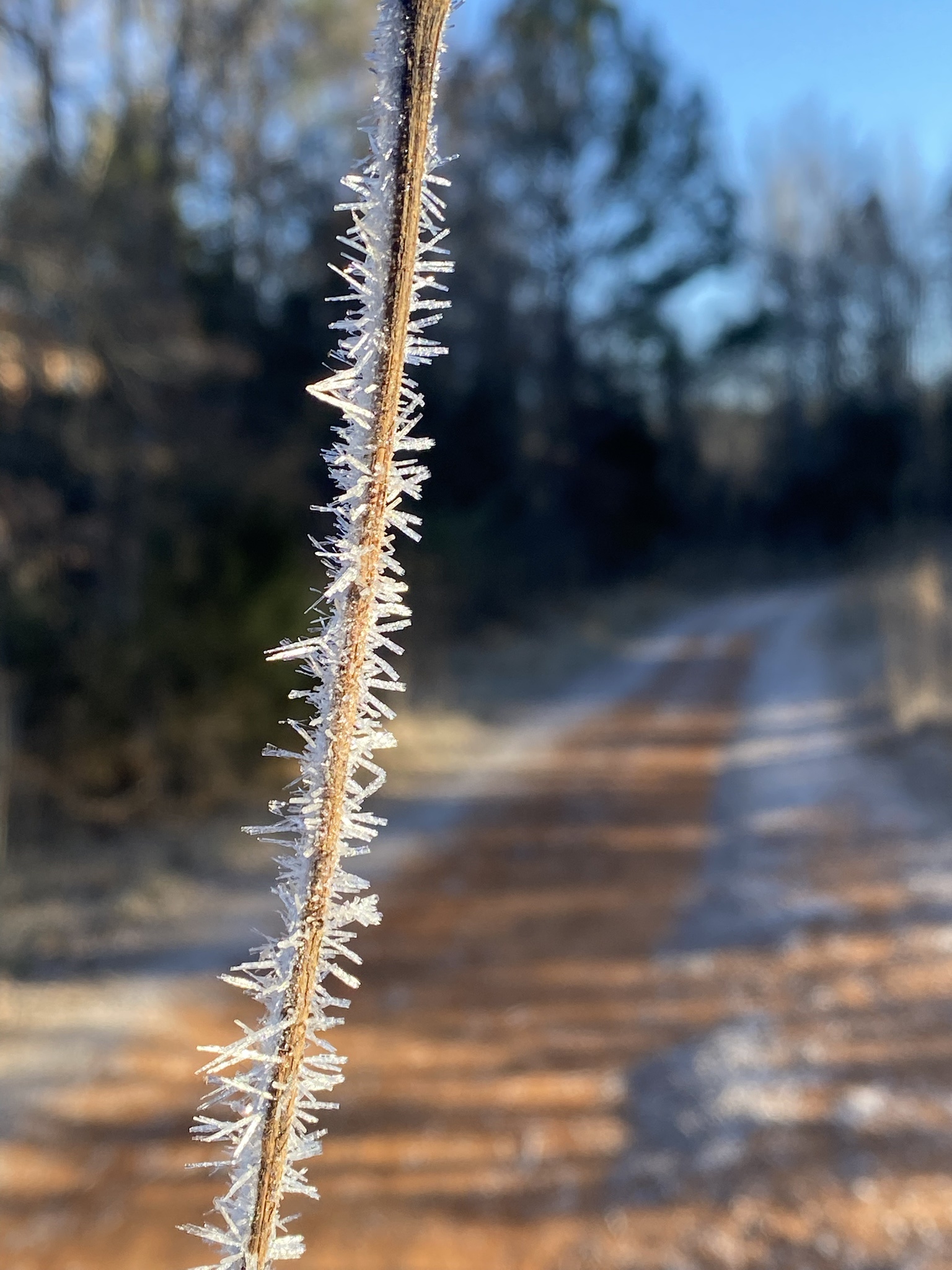 A Beautiful Day at Brumley Nature Preserve in Durham, NC