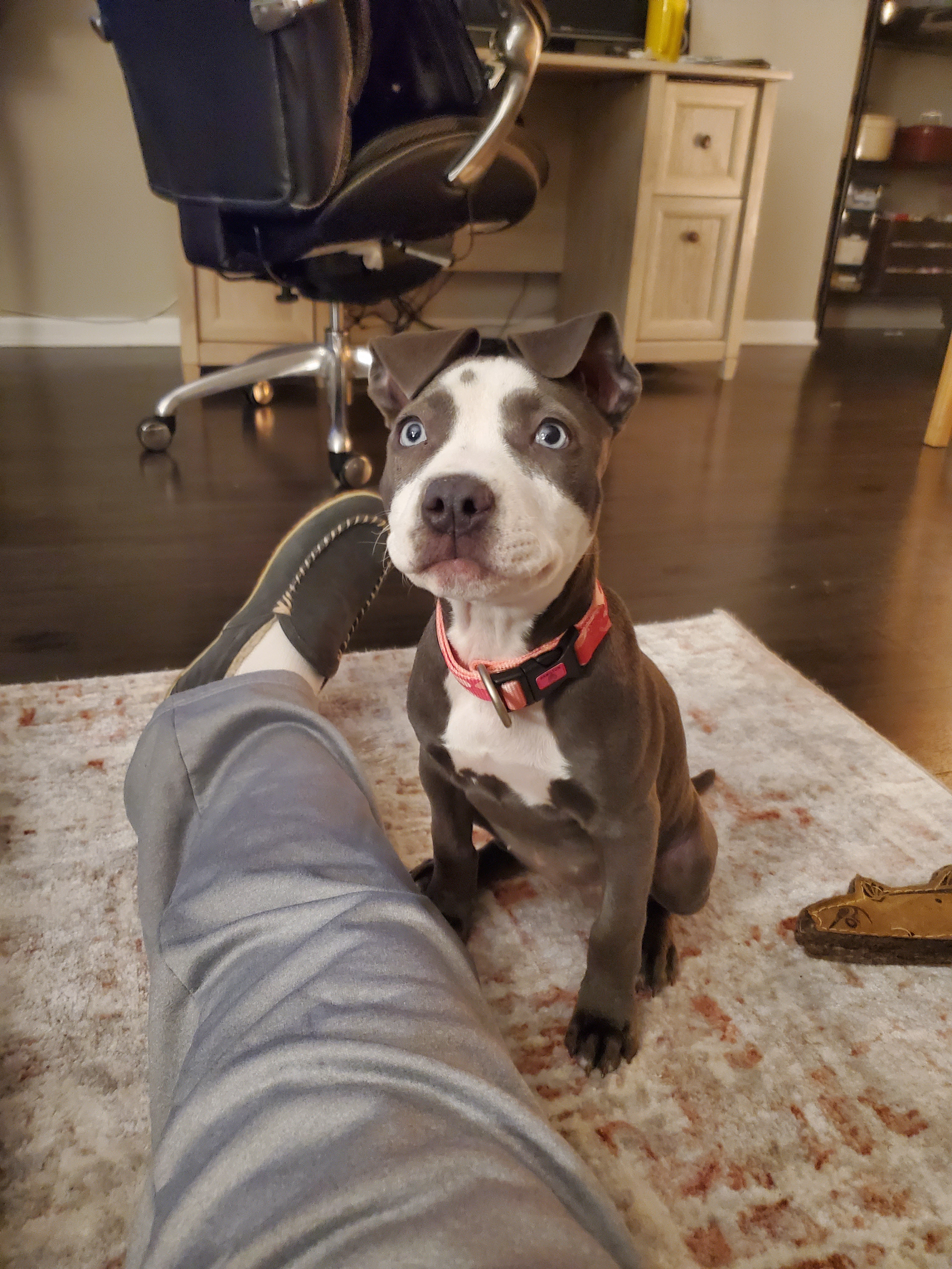 Meet Riley, the Adorable Puppy Pibble