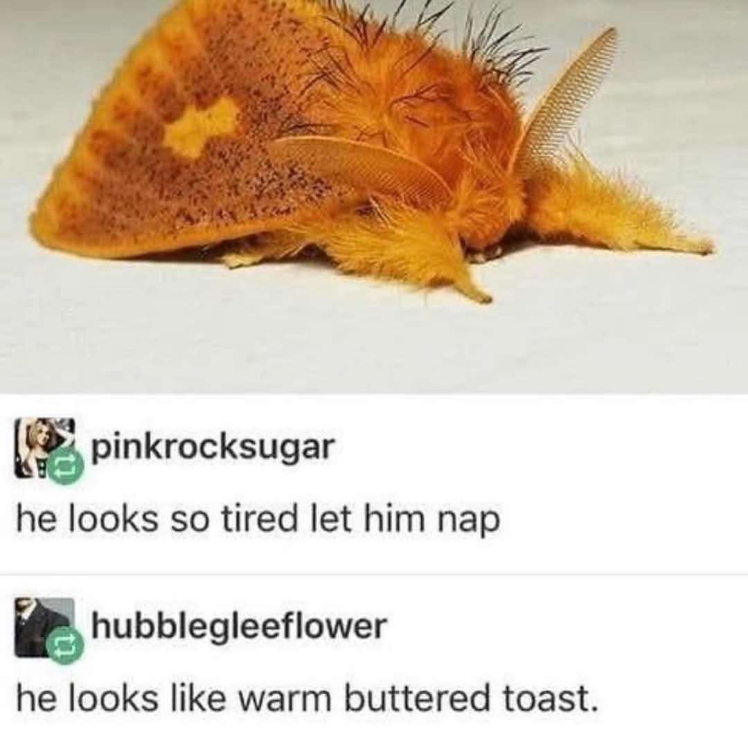 The Adorably Sleepy Slice of Toast
