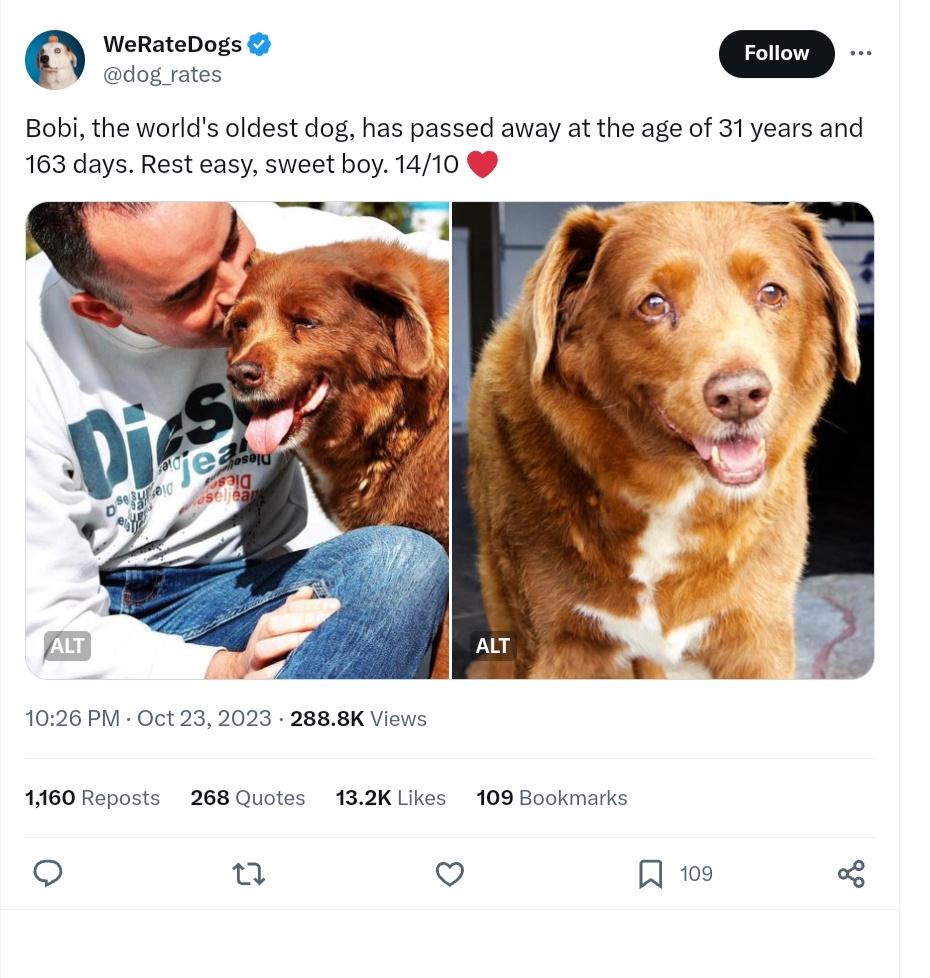 Farewell to Bobi: A Heartfelt Goodbye
